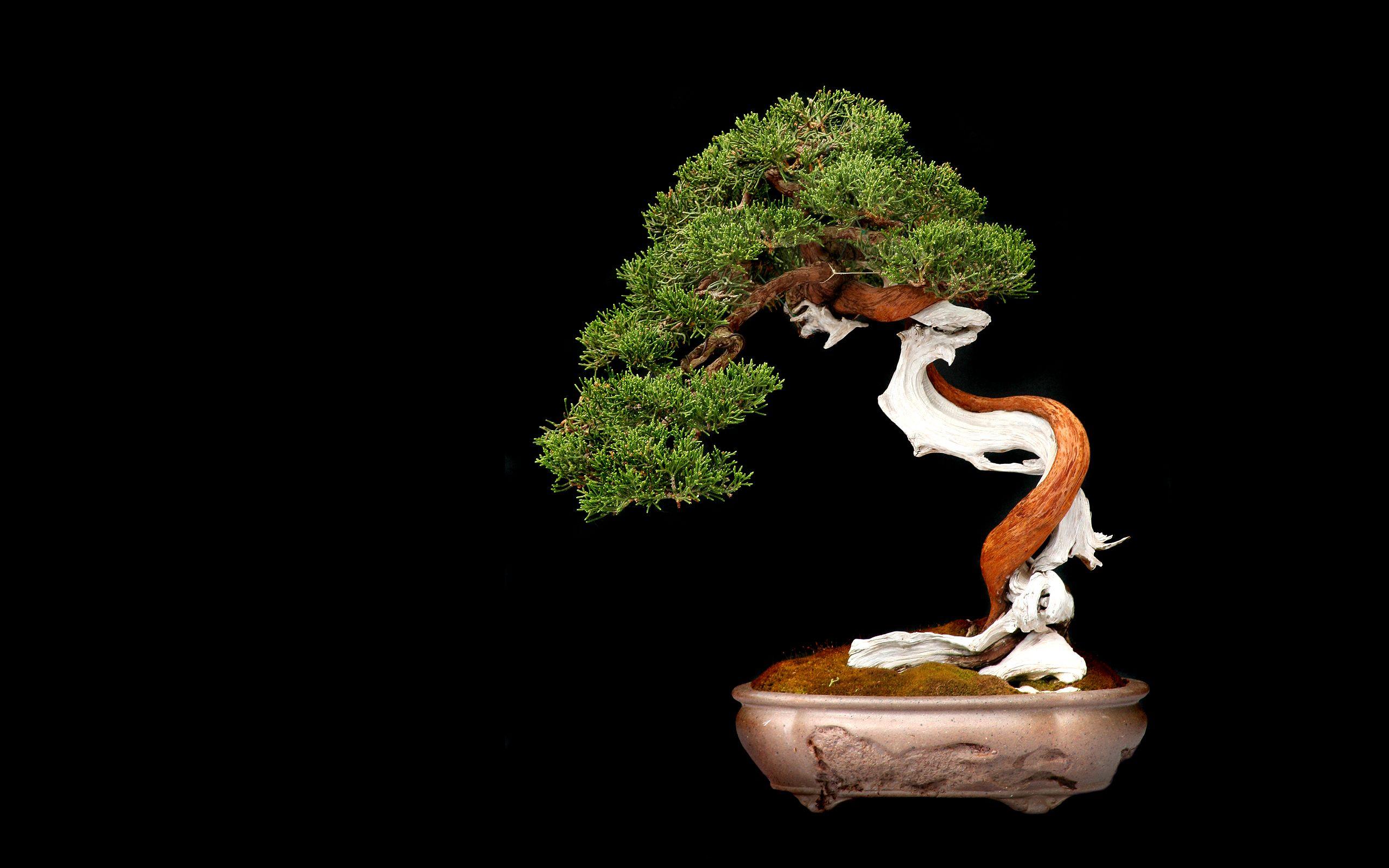 2560x1600 Tree Bonsai Tree leaves c wallpaperx1600