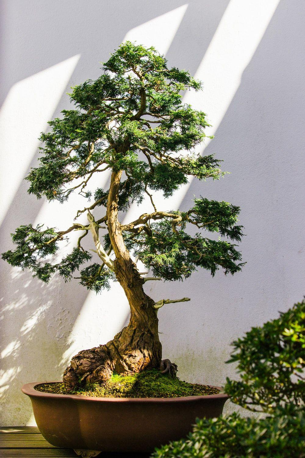 Bonsai Tree Wallpapers - Top Free Bonsai Tree Backgrounds - WallpaperAccess