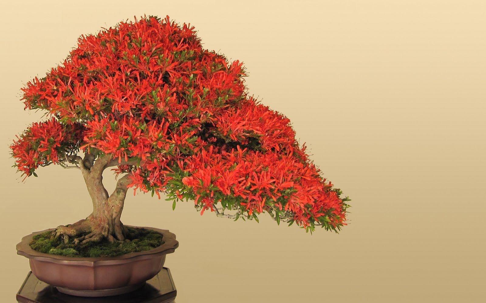 1600x1000 Free download Worlds Smallest Plants Bonsai Trees Image Picture