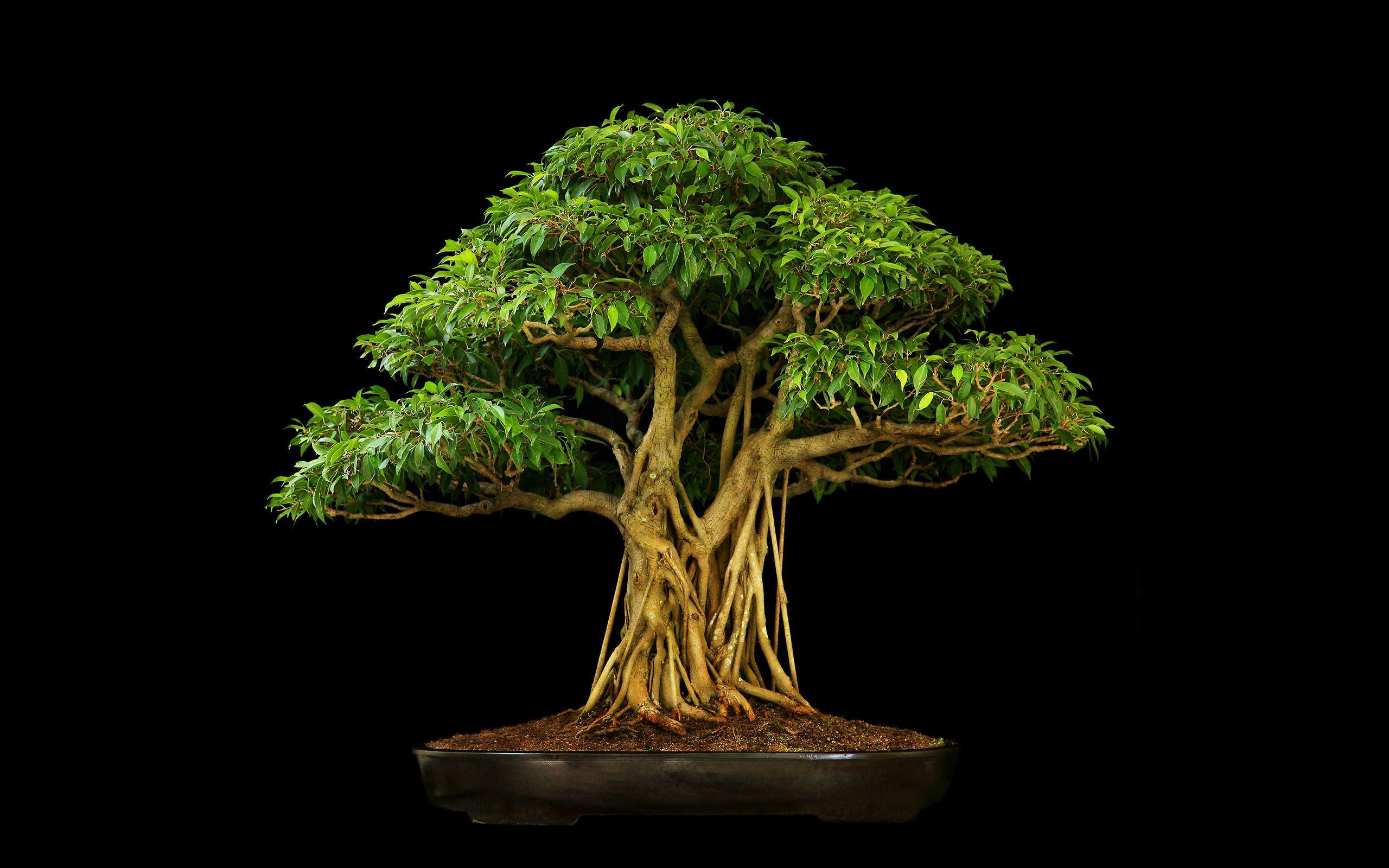 2560x1600 Tree Bonsai Tree Black leaves wallpaperx1600