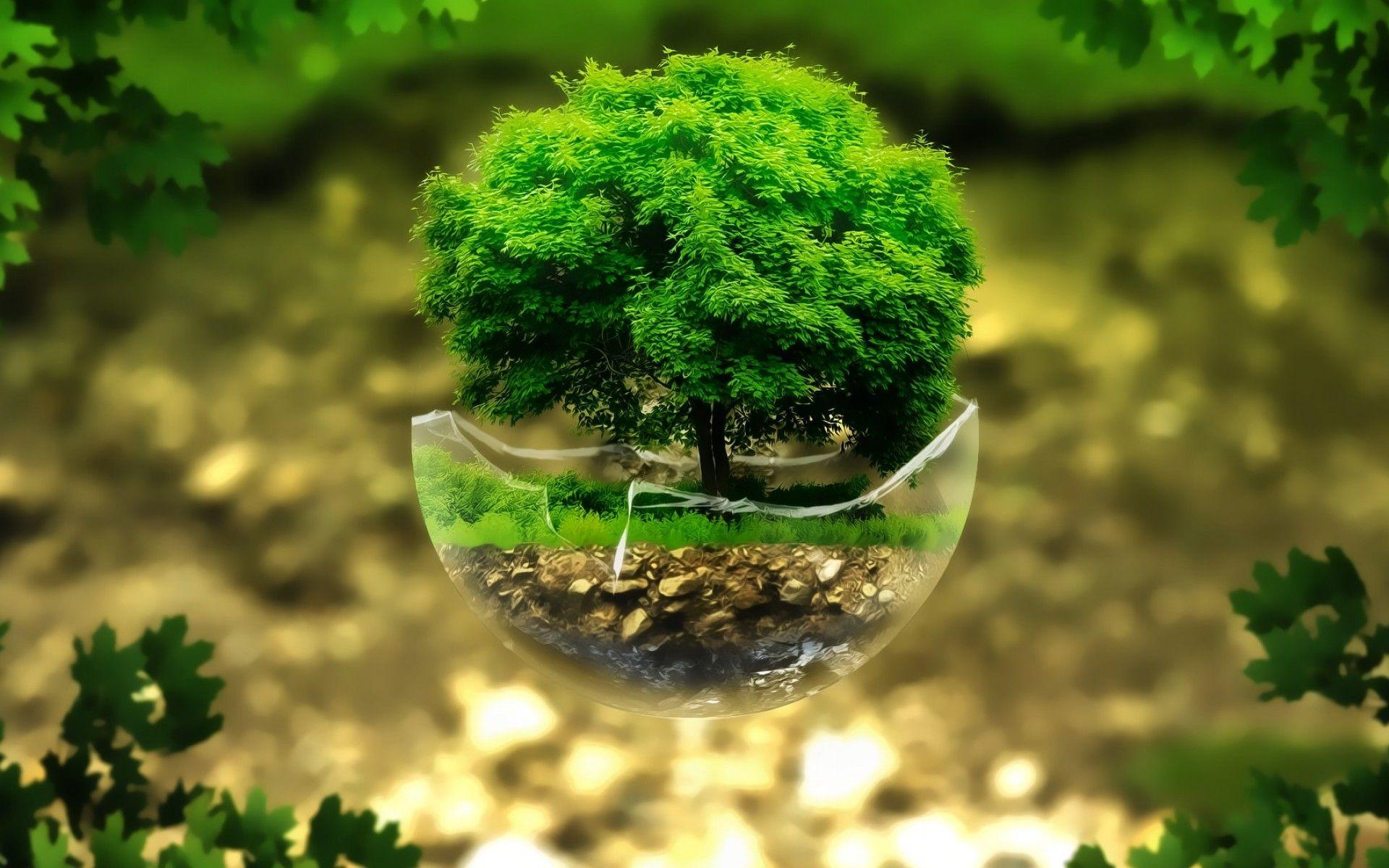 1920x1200 Bonsai Tree Wallpaper