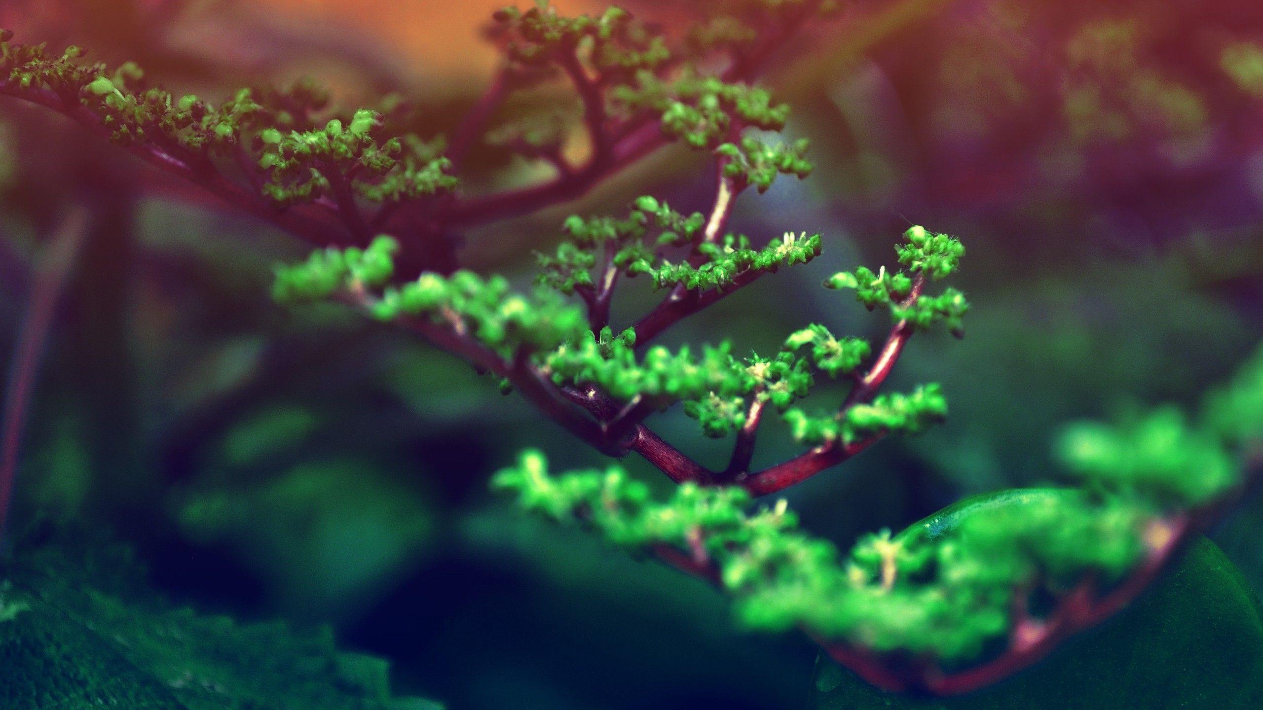 2560x1440 Bonsai Tree