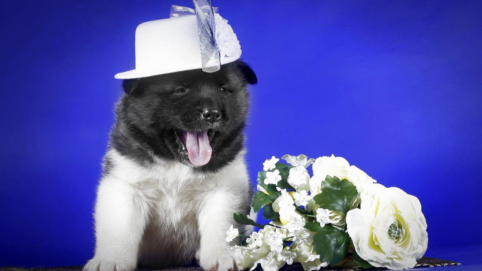 1920x1080 Animalli.com: Dogs Playful Dog Picture Photo. Dogs