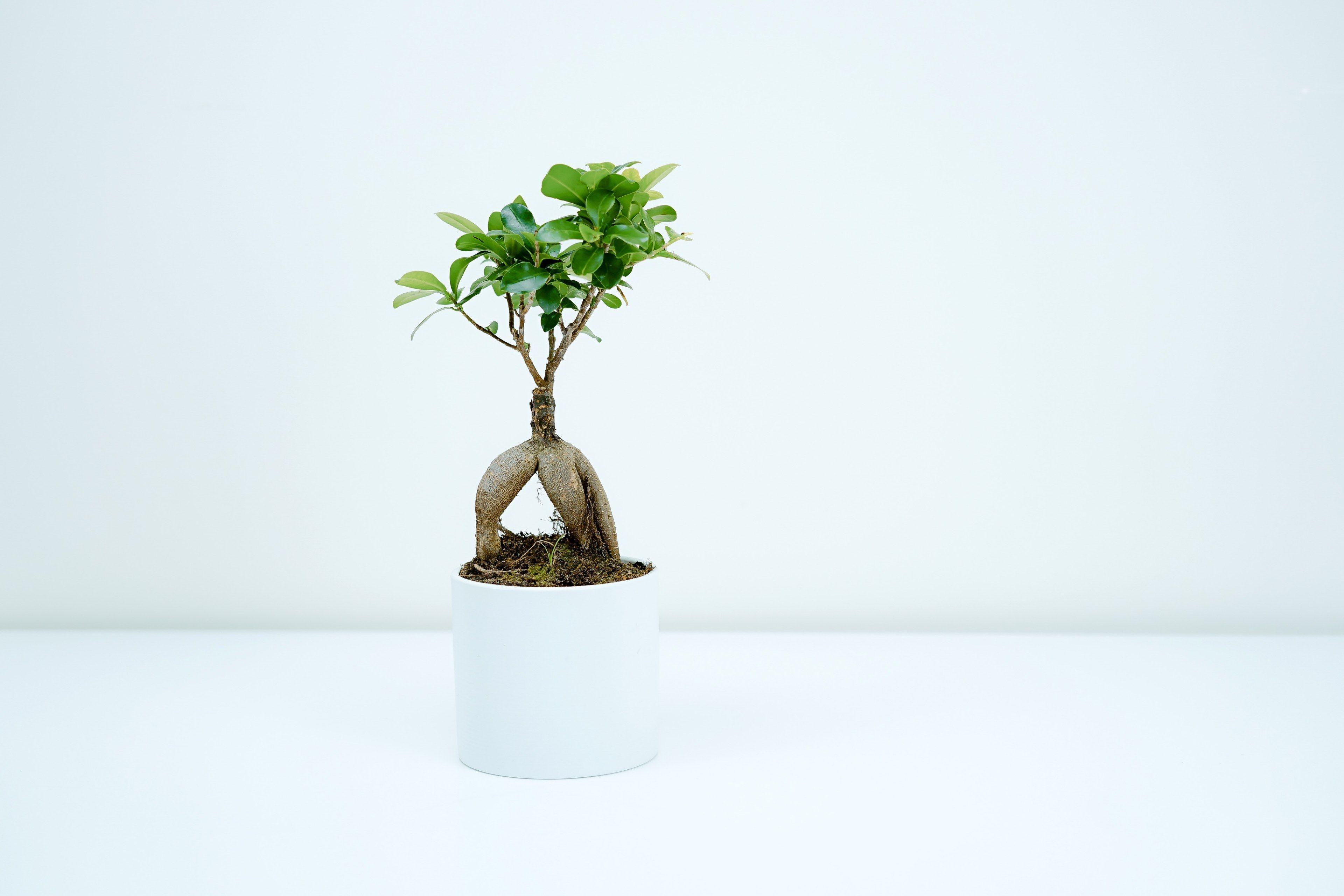 3840x2560 bonsai tree 4k wallpaper and background
