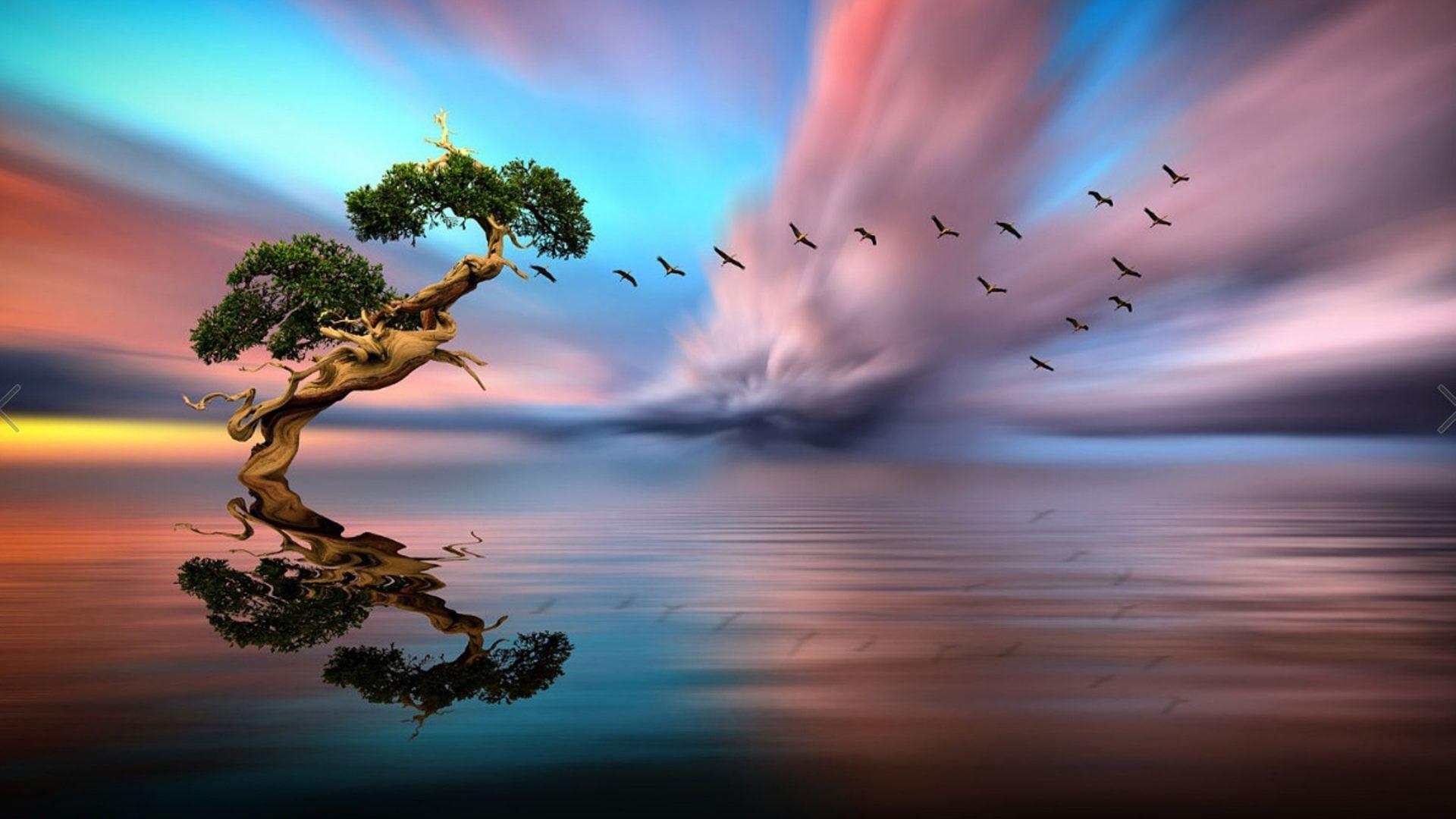 1920x1080 Bonsai Tree Wallpaper and Background HD