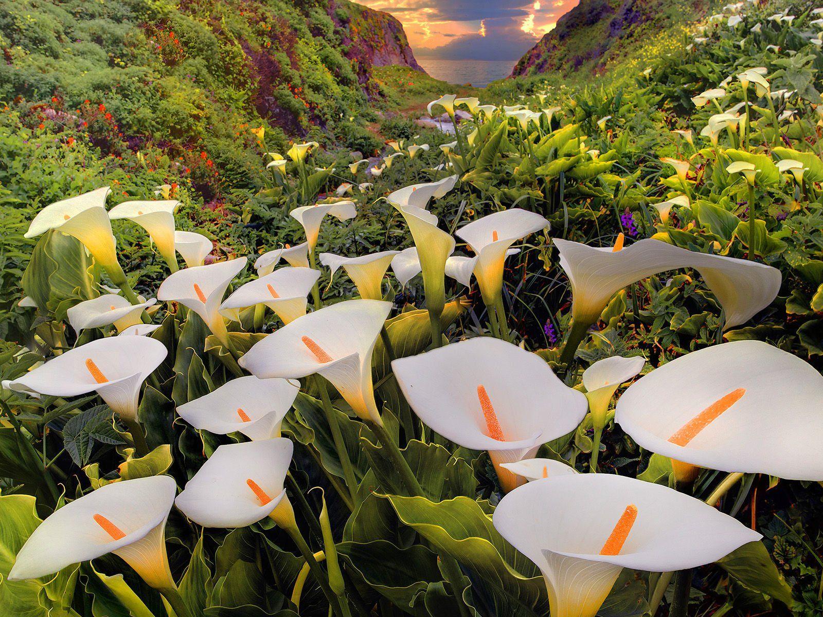 1600x1200 Calla Lily HD Wallpaper and Background Image
