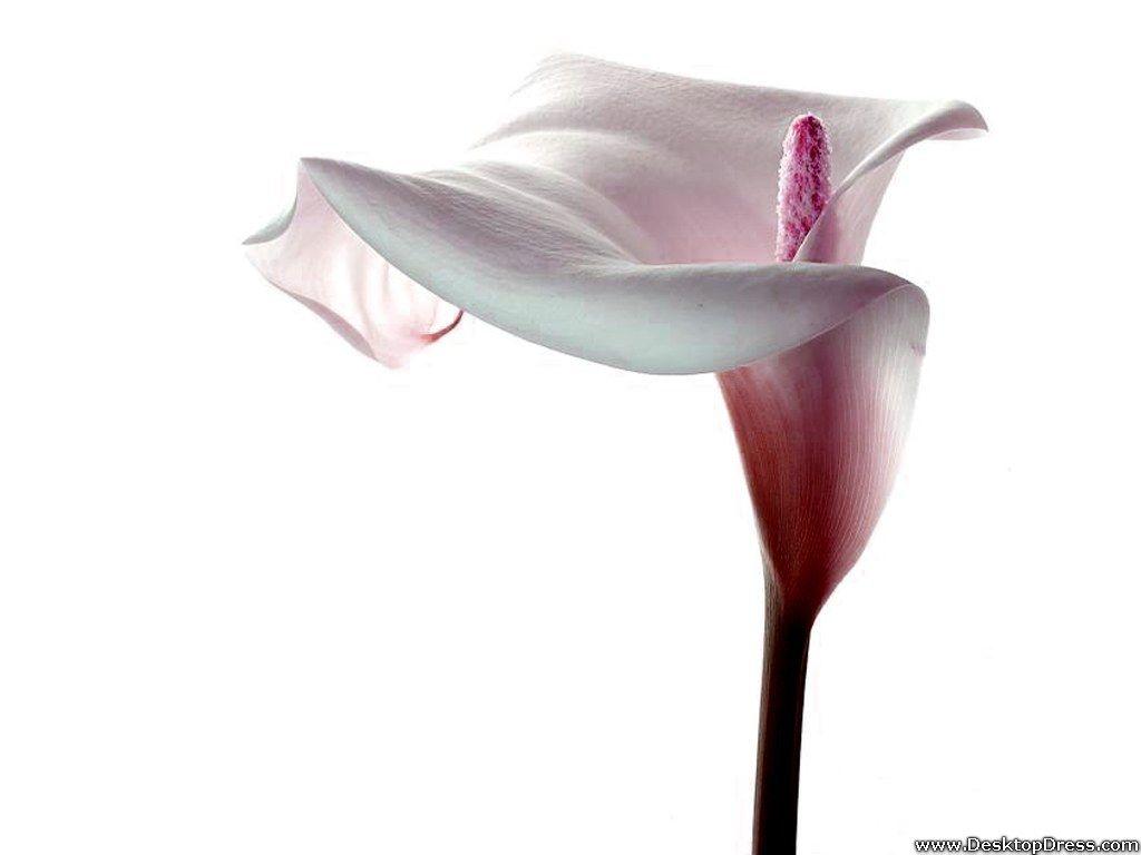 1024x768 Desktop Wallpaper Flowers Background White Calla Lily