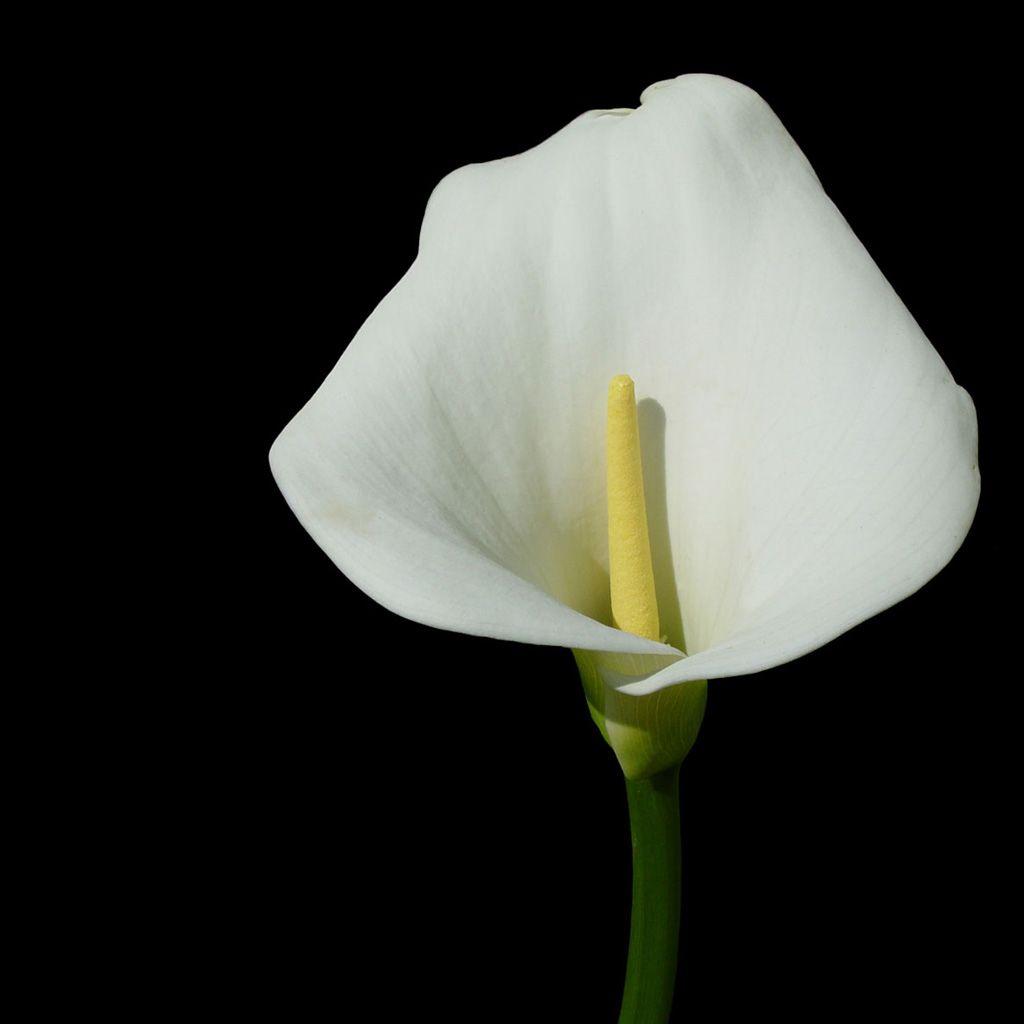 1024x1024 White Calla Lily iPad Wallpaper Free Download