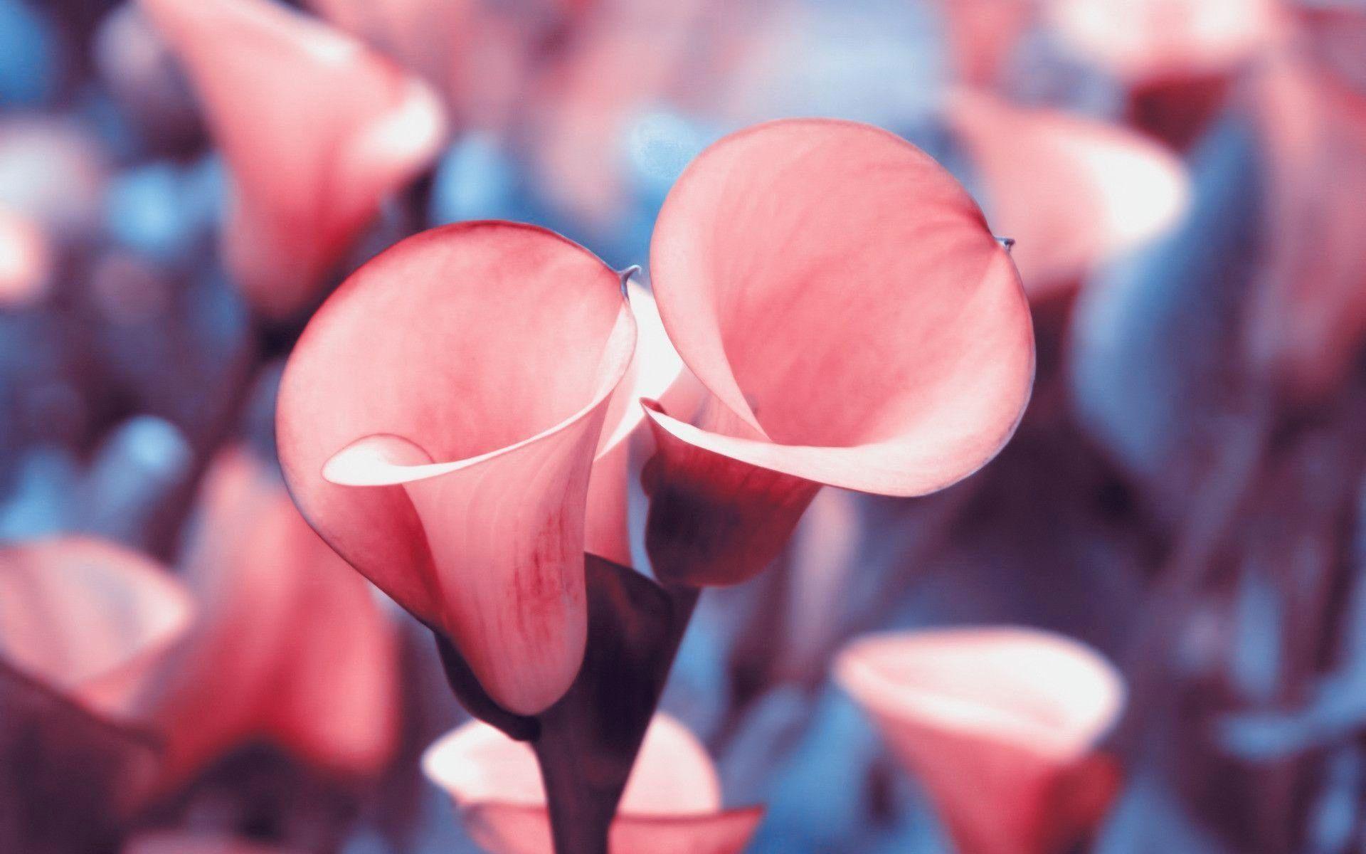 1920x1200 Lilies Wallpaper Awesome Calla Lily Wallpaper
