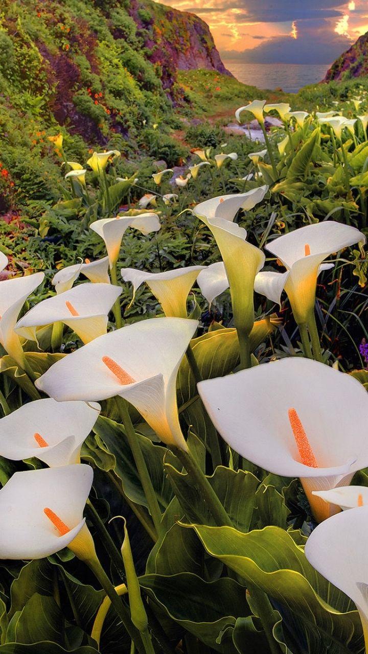 Calla Lily Wallpapers - Top Free Calla Lily Backgrounds - WallpaperAccess