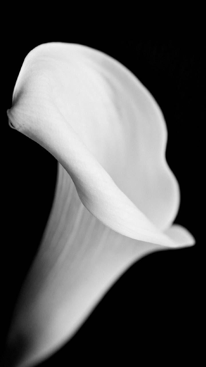 720x1280 calla lily wallpaper