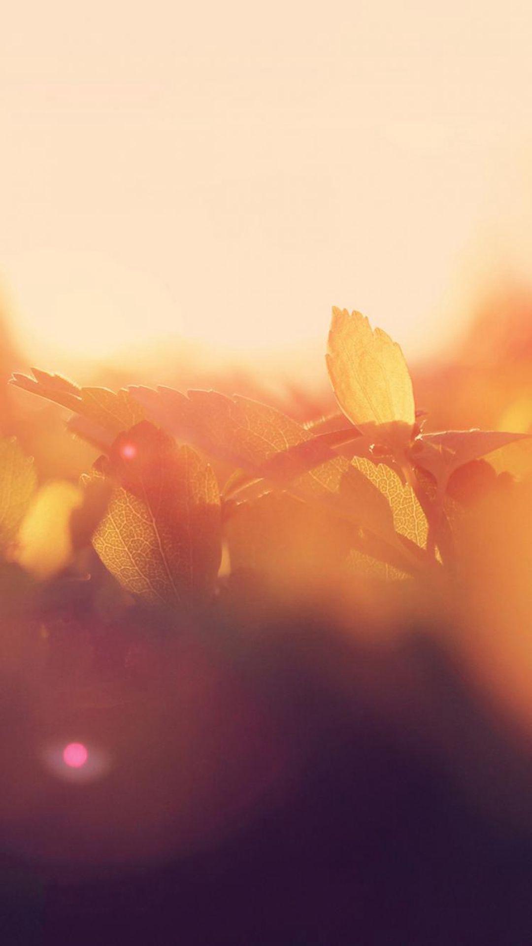 1080x1920 Morning Leaf Bud Sunshine Macro Flare iPhone 8 Wallpaper Free