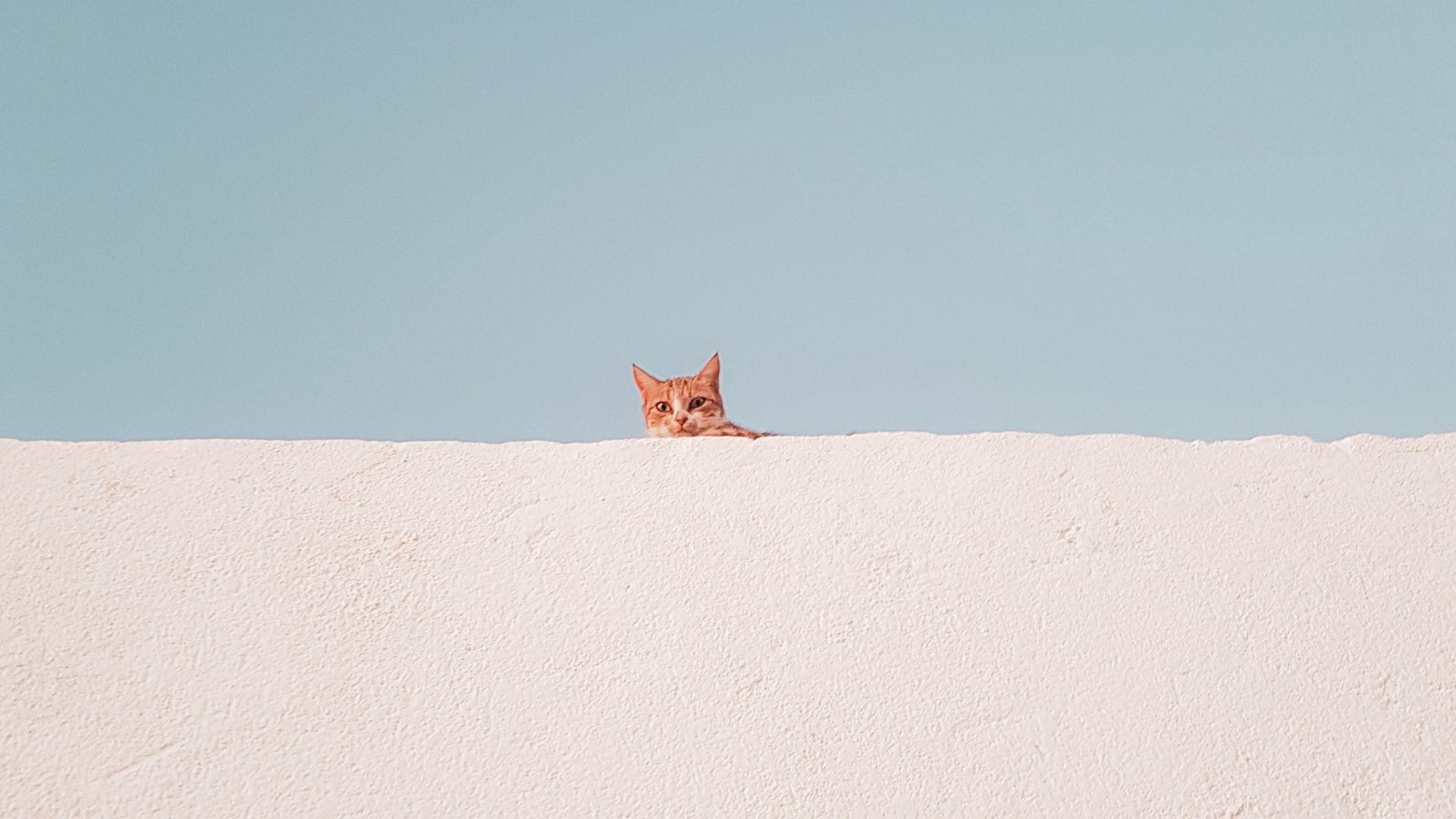 Cat Minimalist Wallpapers - Top Free Cat Minimalist Backgrounds