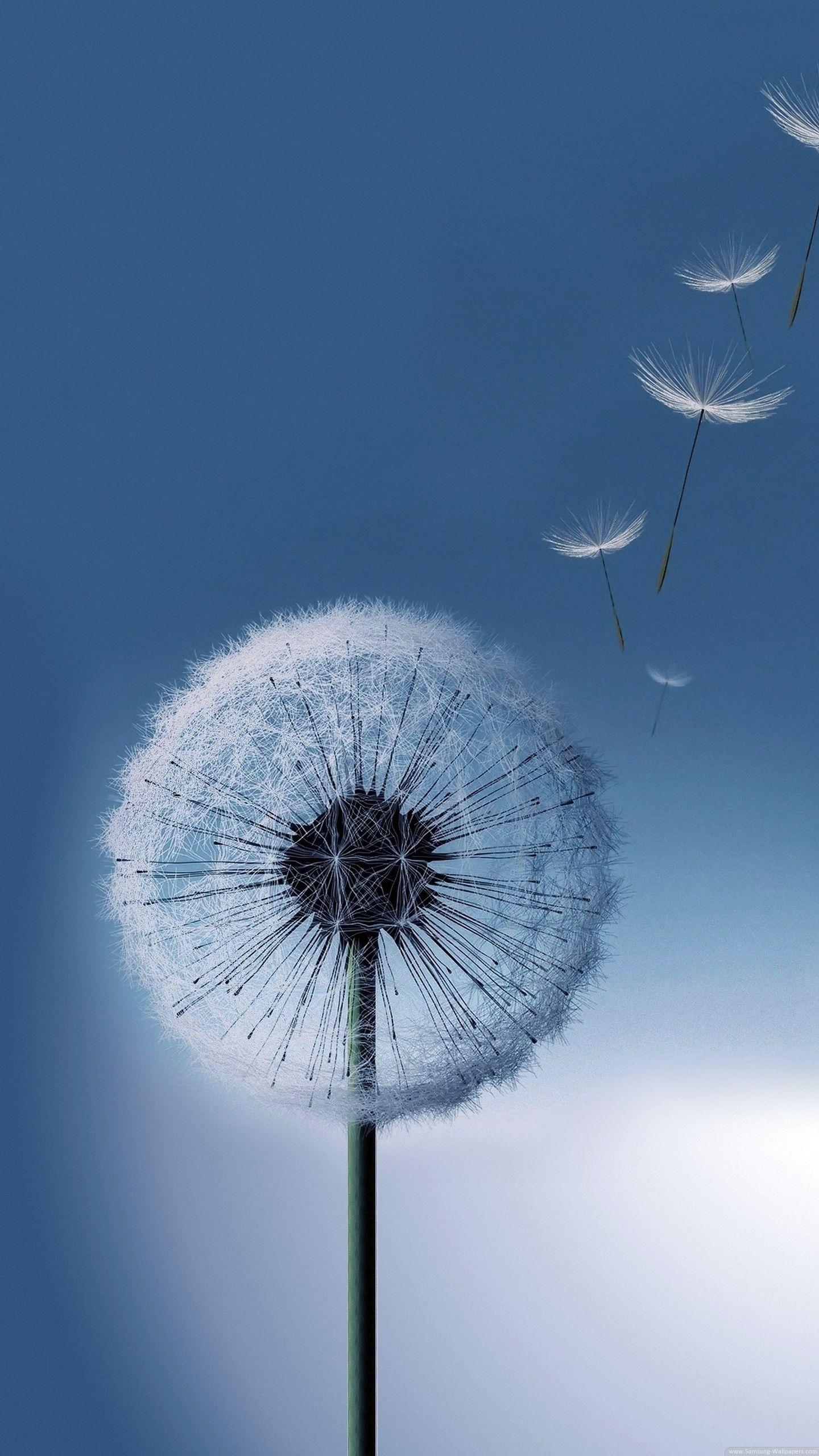 1440x2560 Samsung Galaxy S6 Wallpaper
