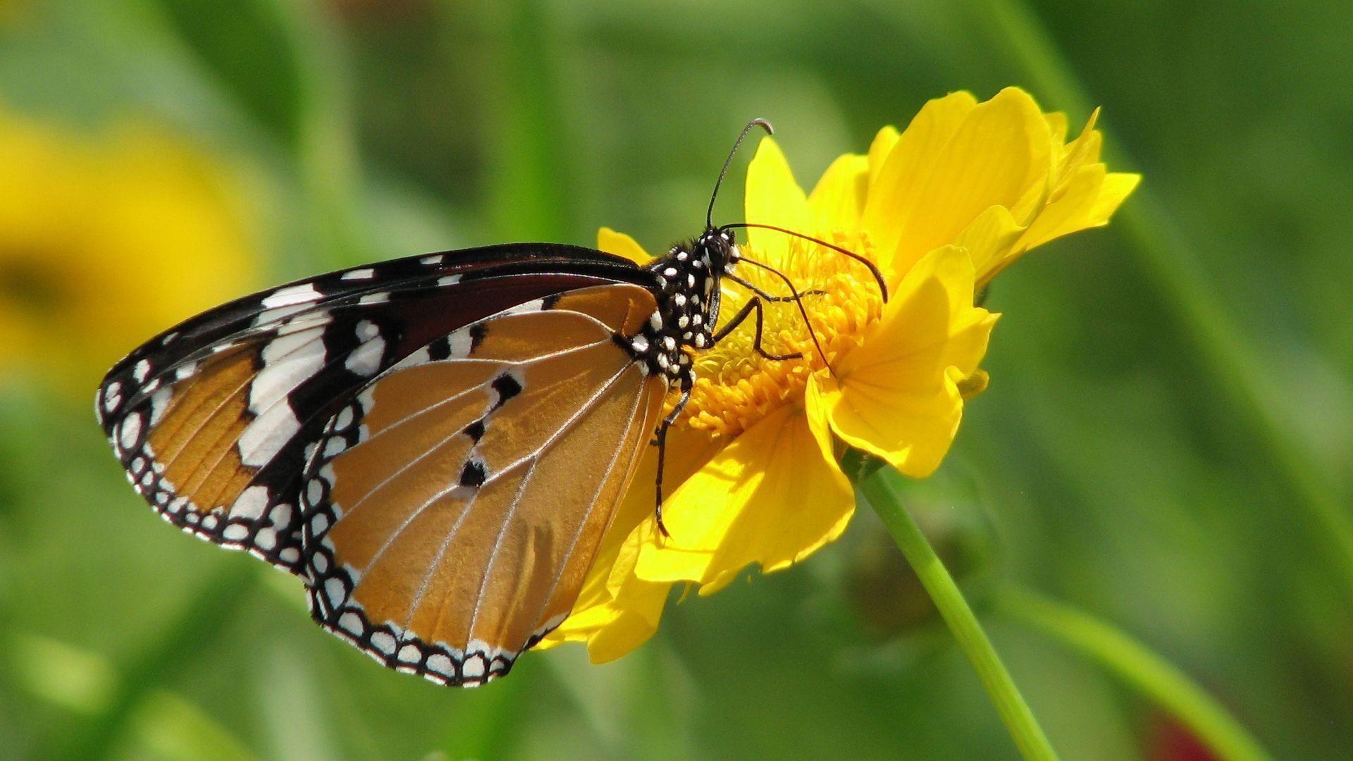 1920x1080 A Monarch And Yellow Flower