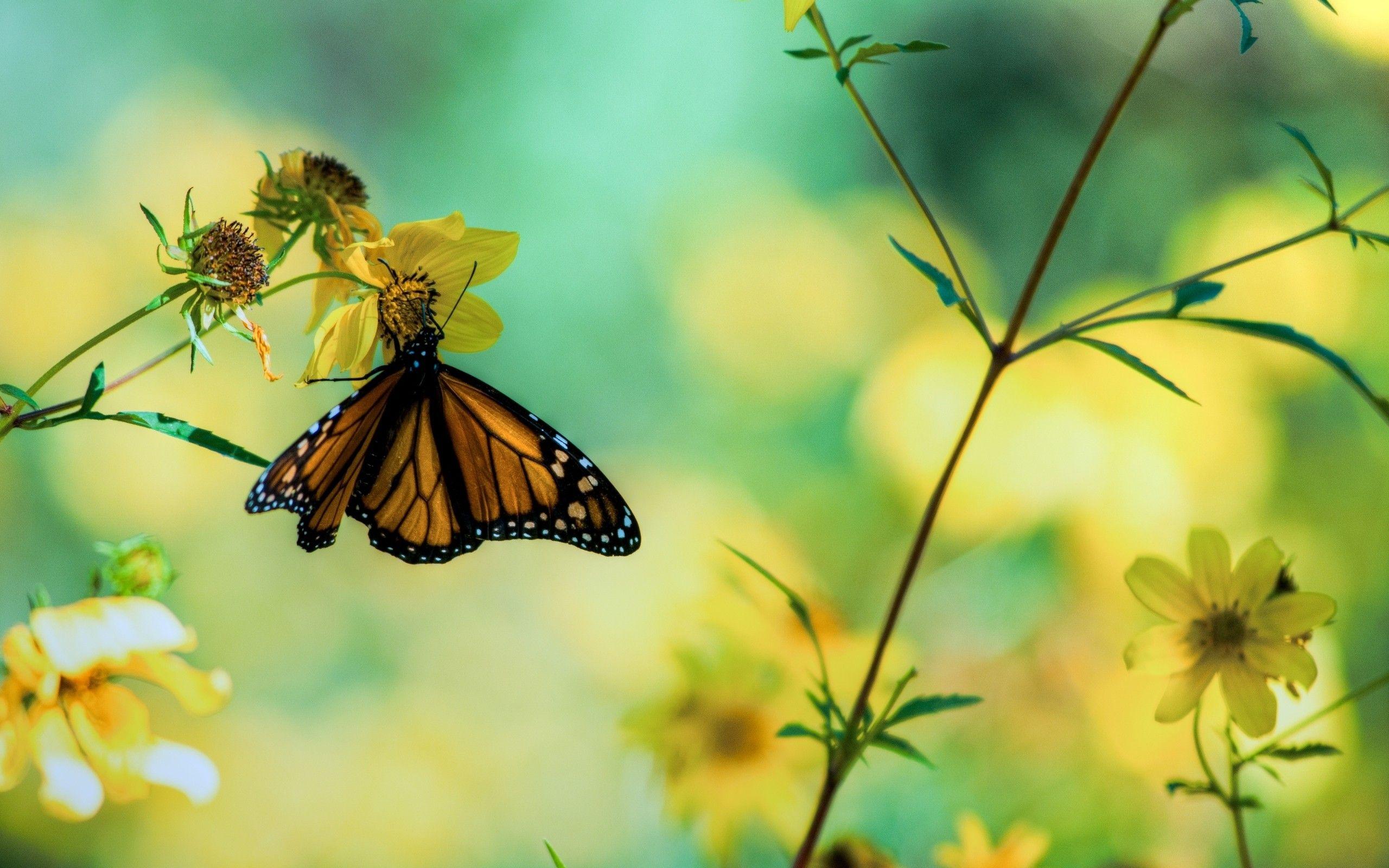 2560x1600 Crafting. Yellow flower wallpaper