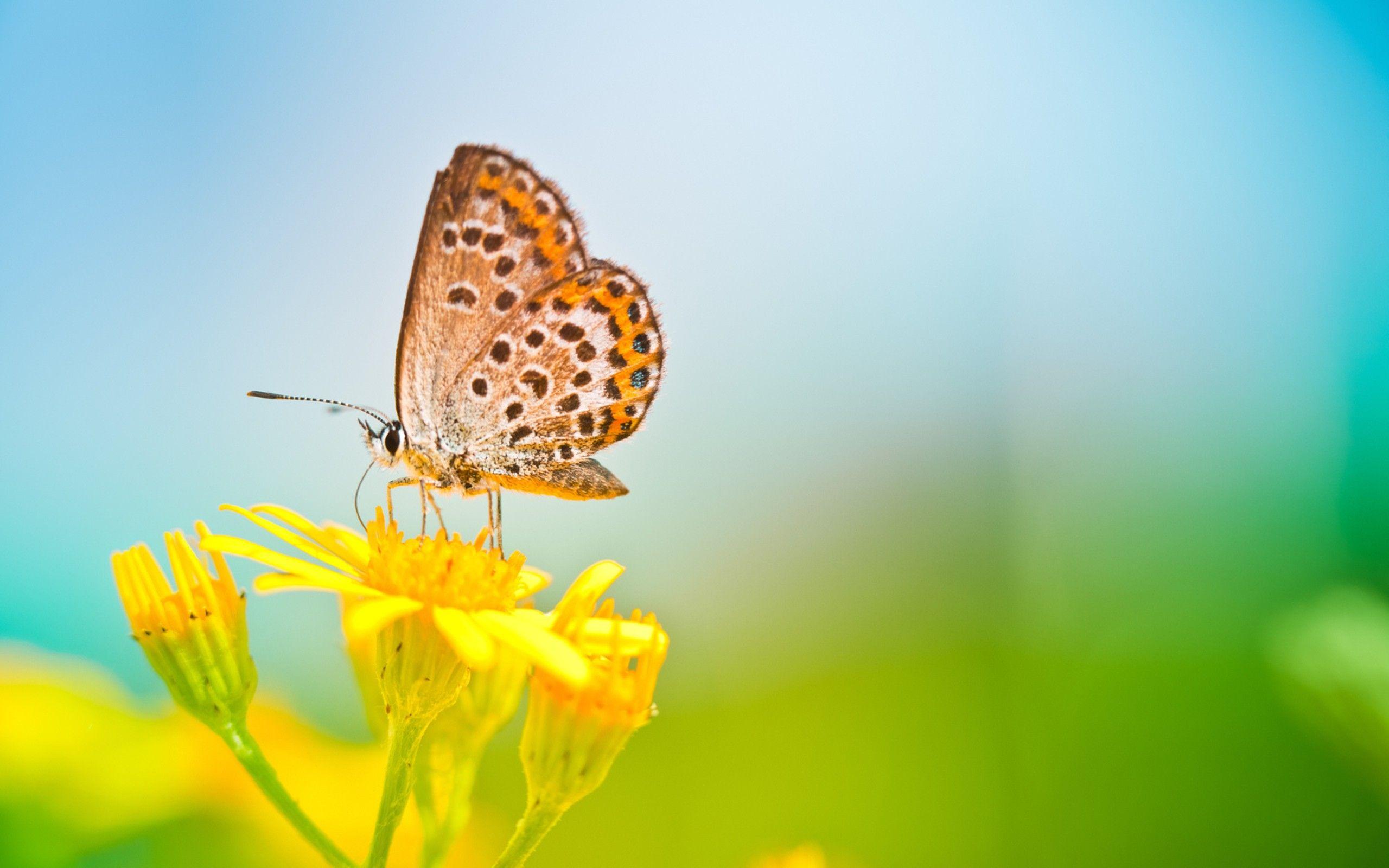 2560x1600 COLORFUL BUTTERFLY WALLPAPERS FREE TO DOWNLOAD