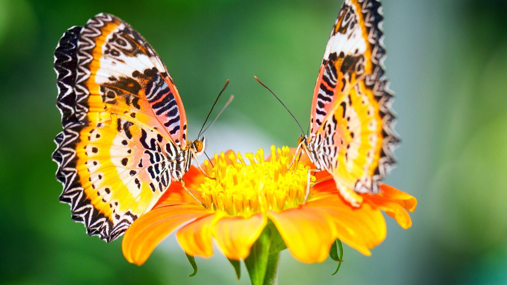 1920x1080 Free download Beautiful Color Butterflies On Yellow Flowers HD