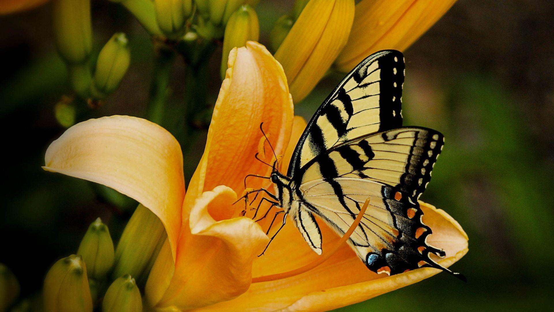 1920x1080 Yellow Flower with Butterfly Wallpaper