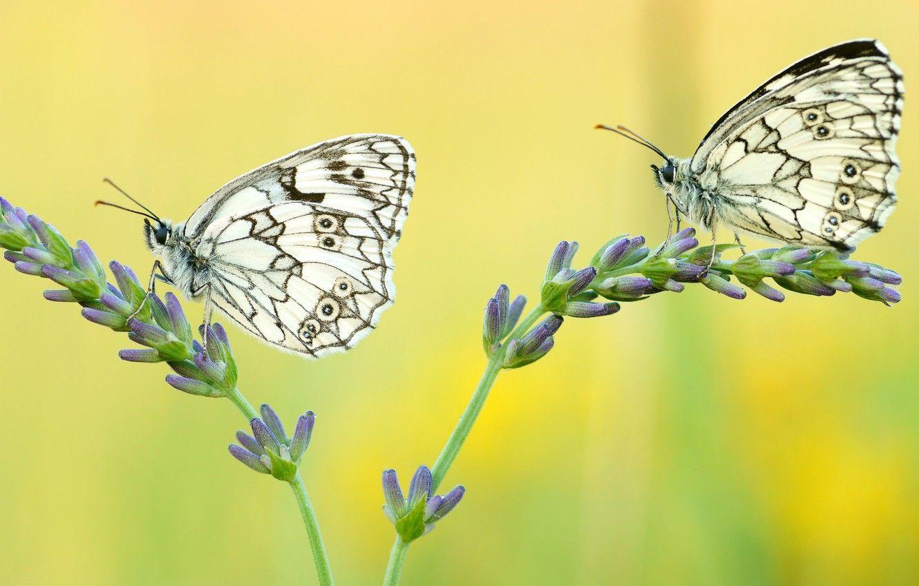 1332x850 Wallpaper macro, butterfly, flowers, insects, yellow, background