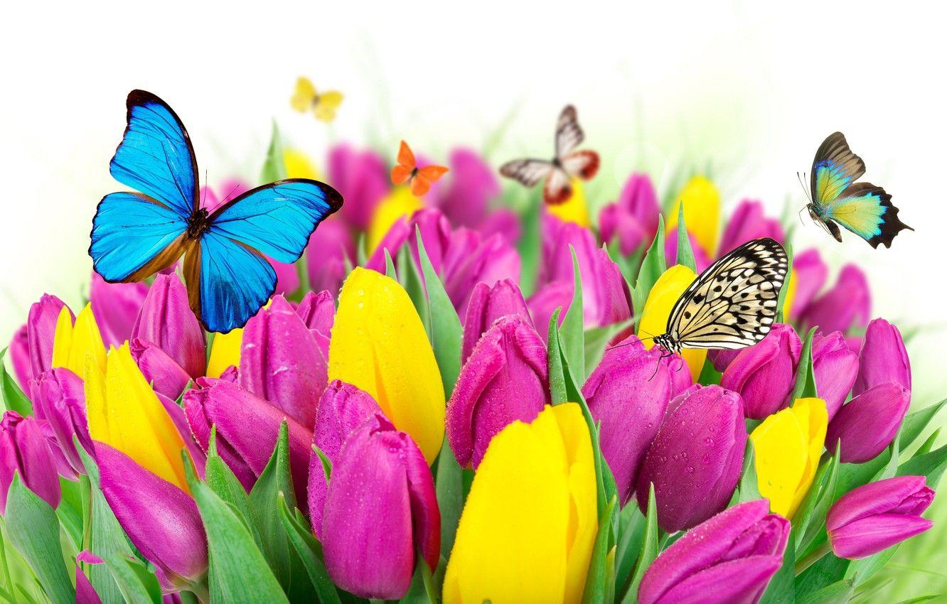 1332x850 Wallpaper butterfly, flowers, spring, colorful, tulips, fresh
