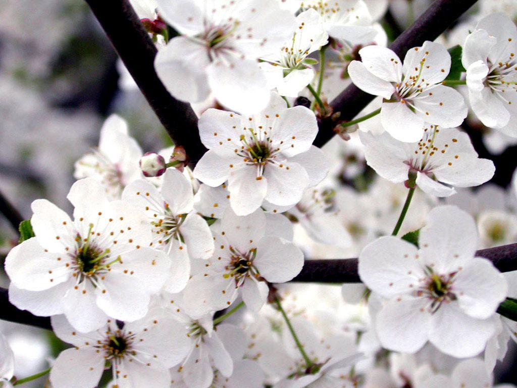 1024x768 Free download white and pink rose wallpaper white camomile