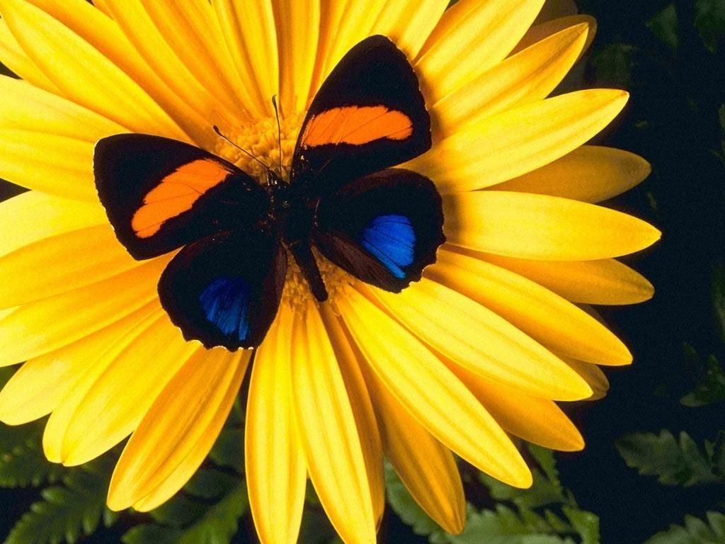 1024x768 fresedesign: Butterflies and flower
