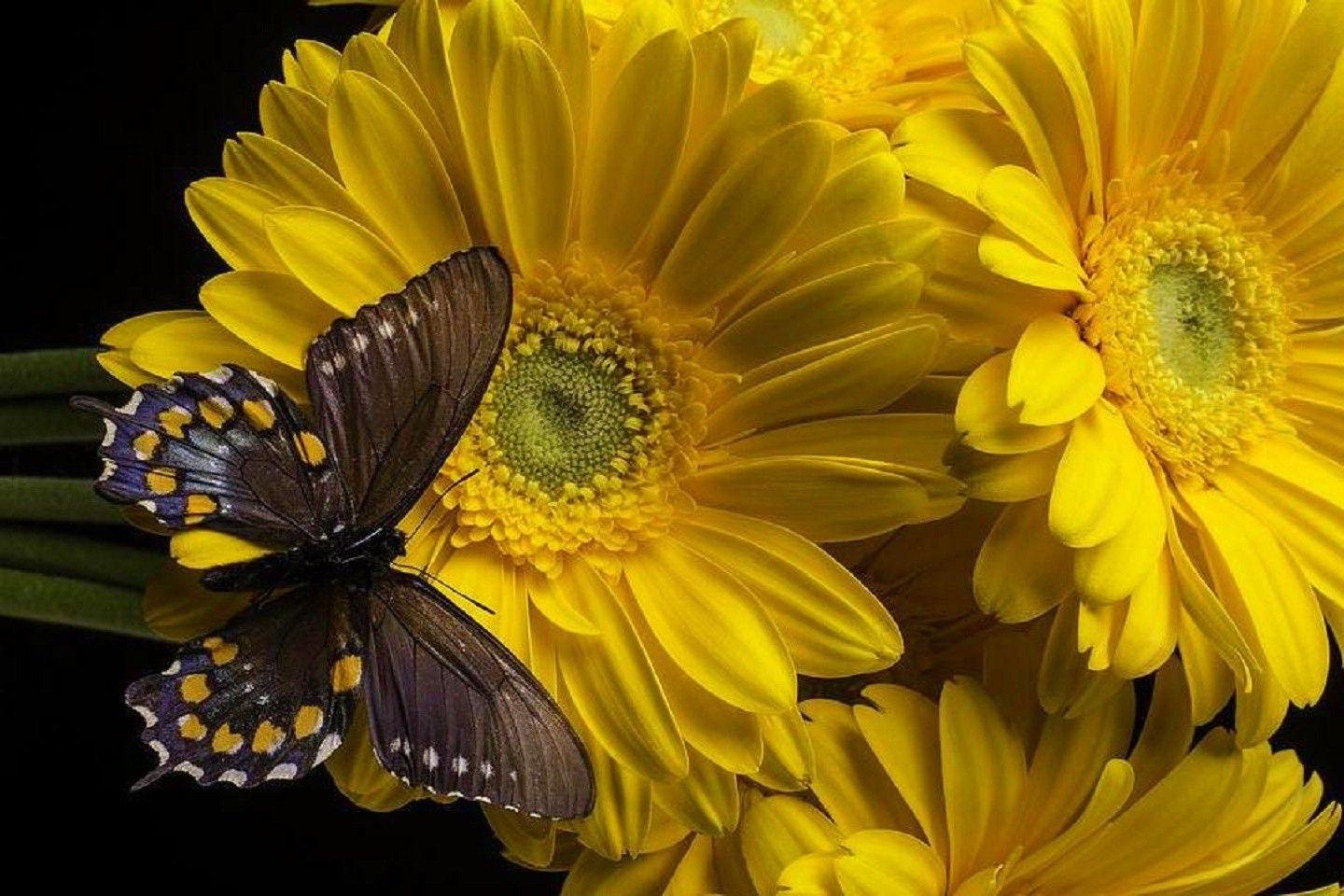1440x960 Butterfly Butterfly Wallpaper Nature .itl.cat