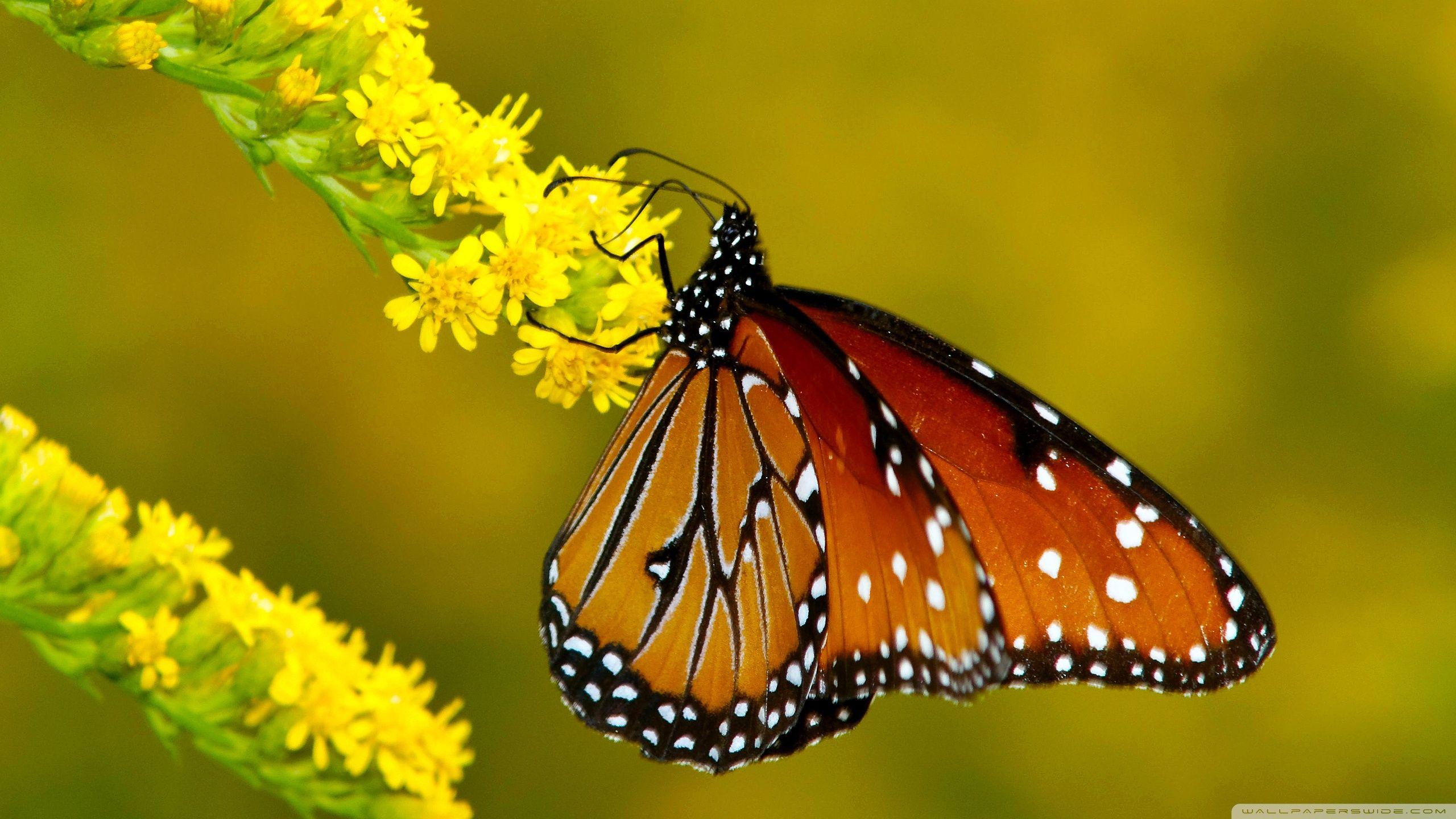 2560x1440 Butterfly HD Wallpaper