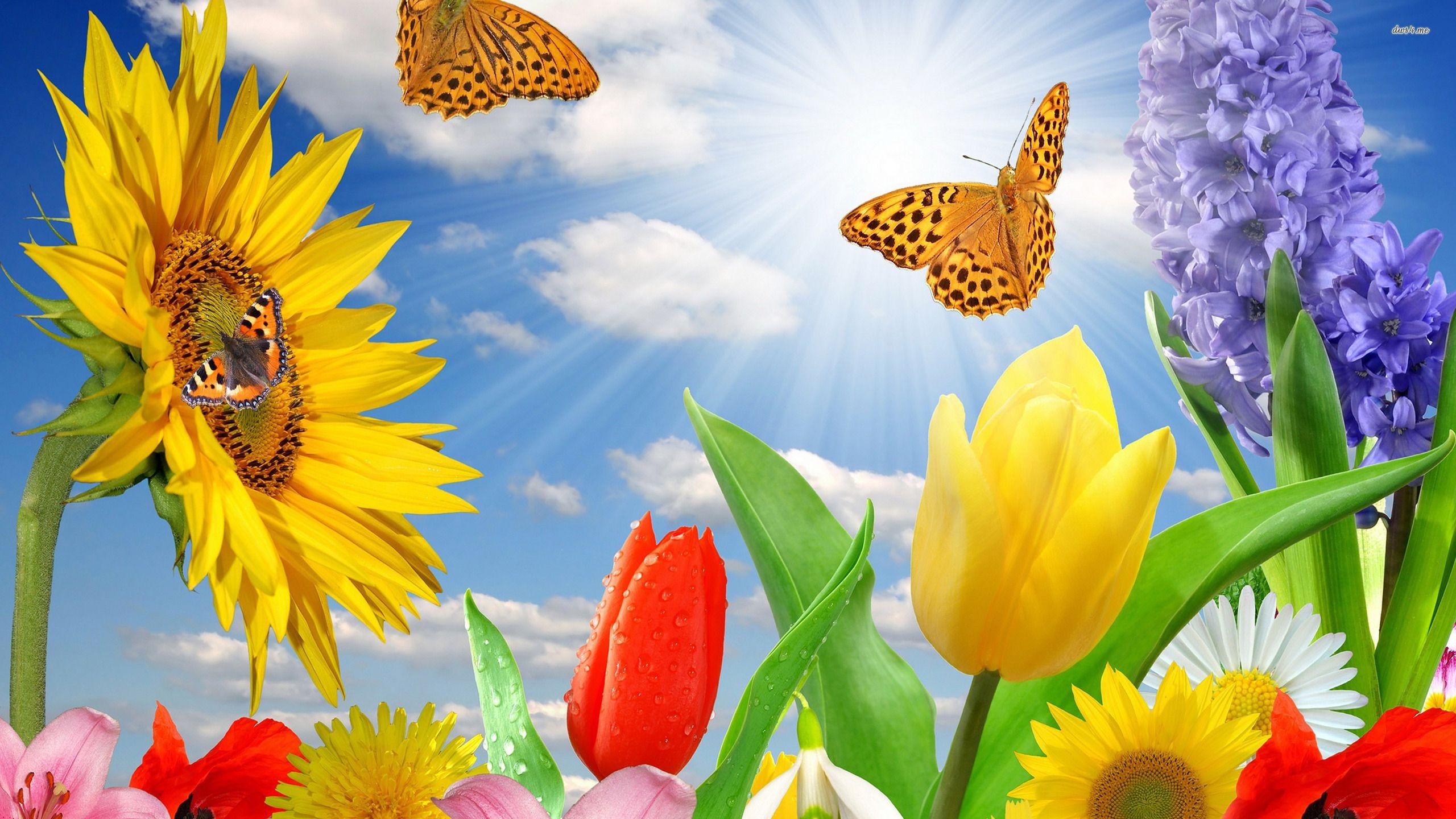 2560x1440 Butterfly Spring Wallpaper