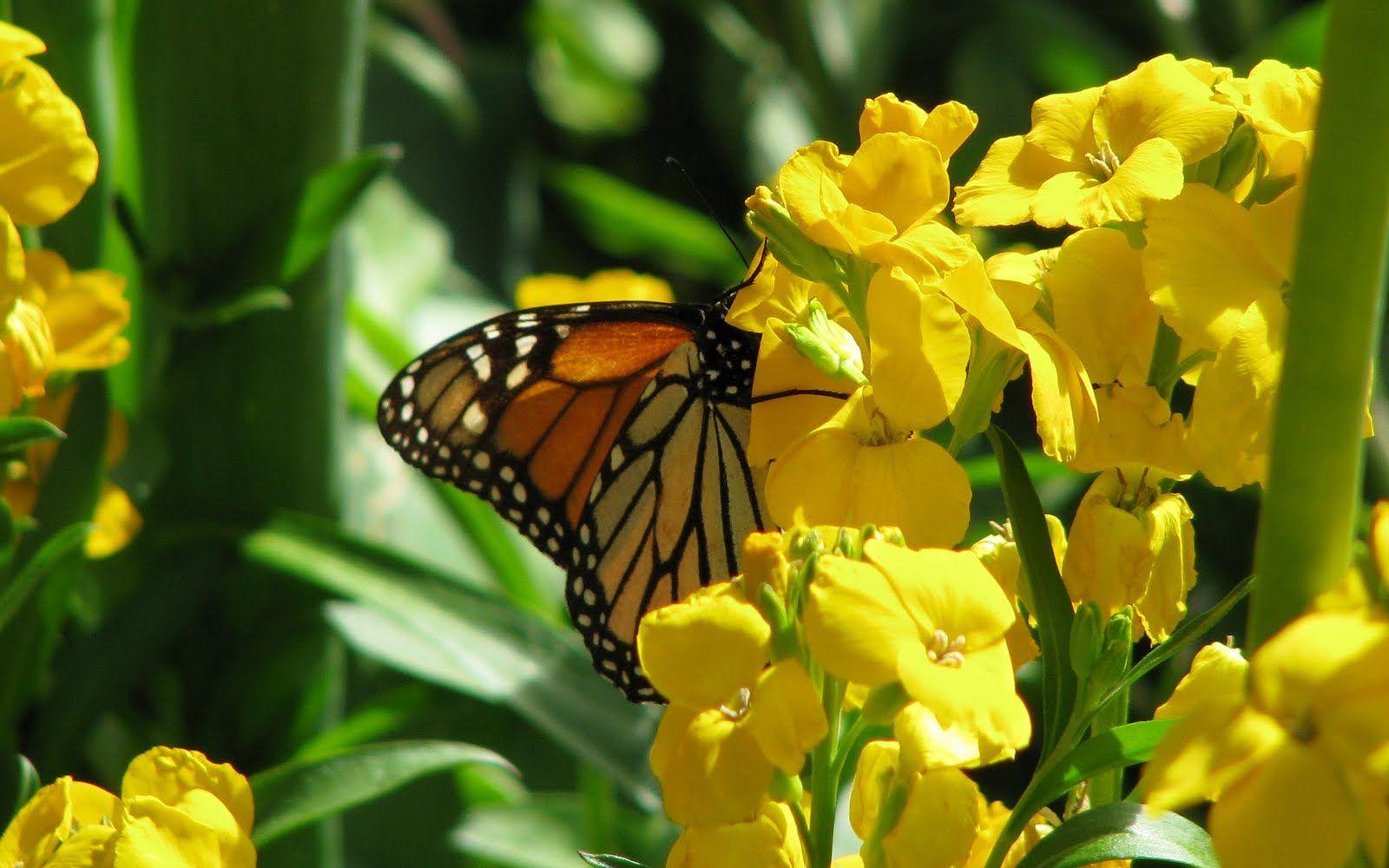 Yellow Flowers and Butterflies Wallpapers - Top Free Yellow Flowers and