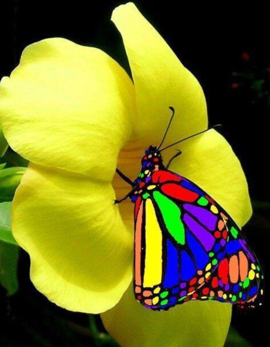 1029x1321 Butterflies. Colorful butterflies, Most