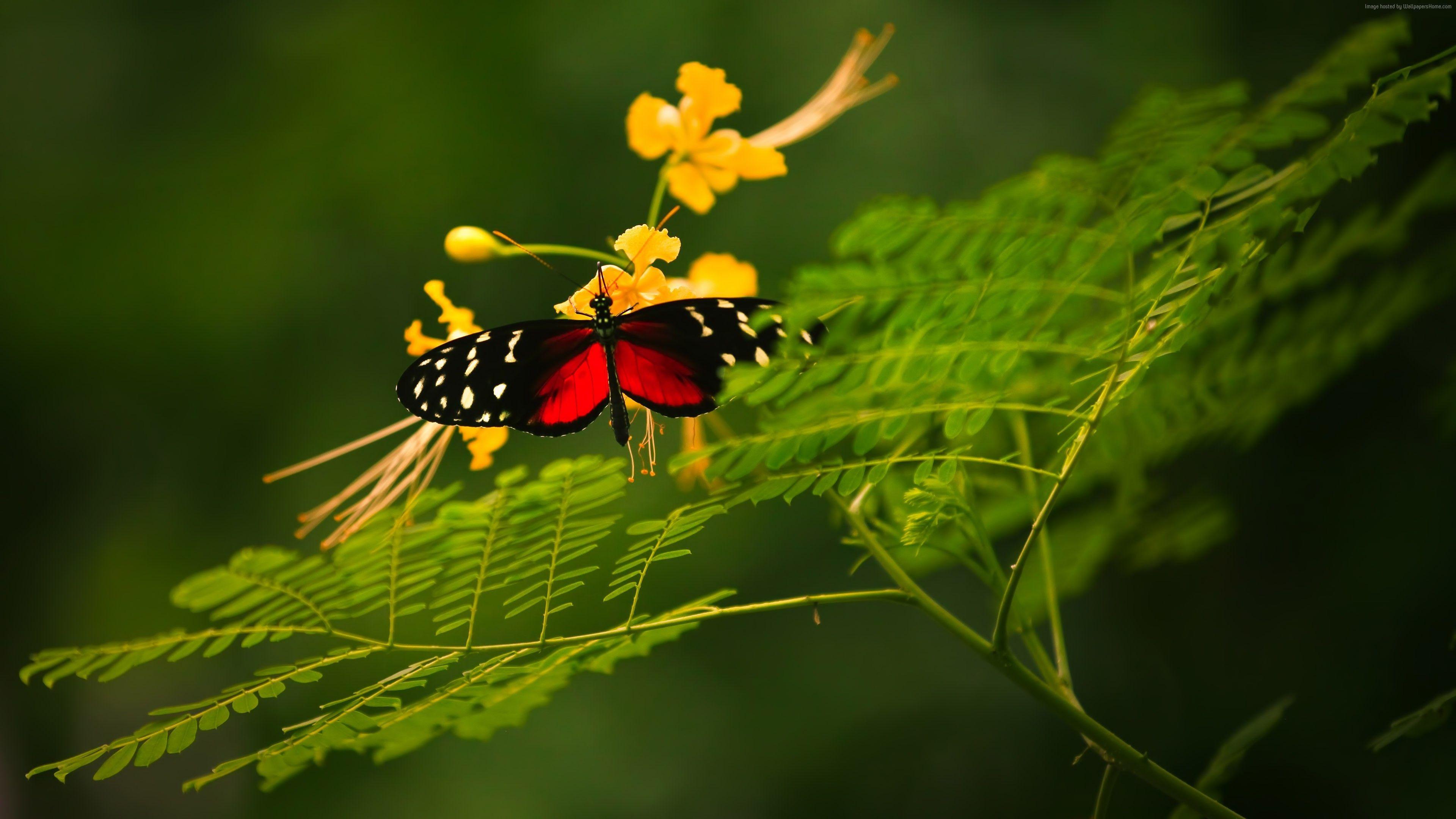 3840x2160 Wallpaper Beautiful Butterfly, red wings, green background, wild