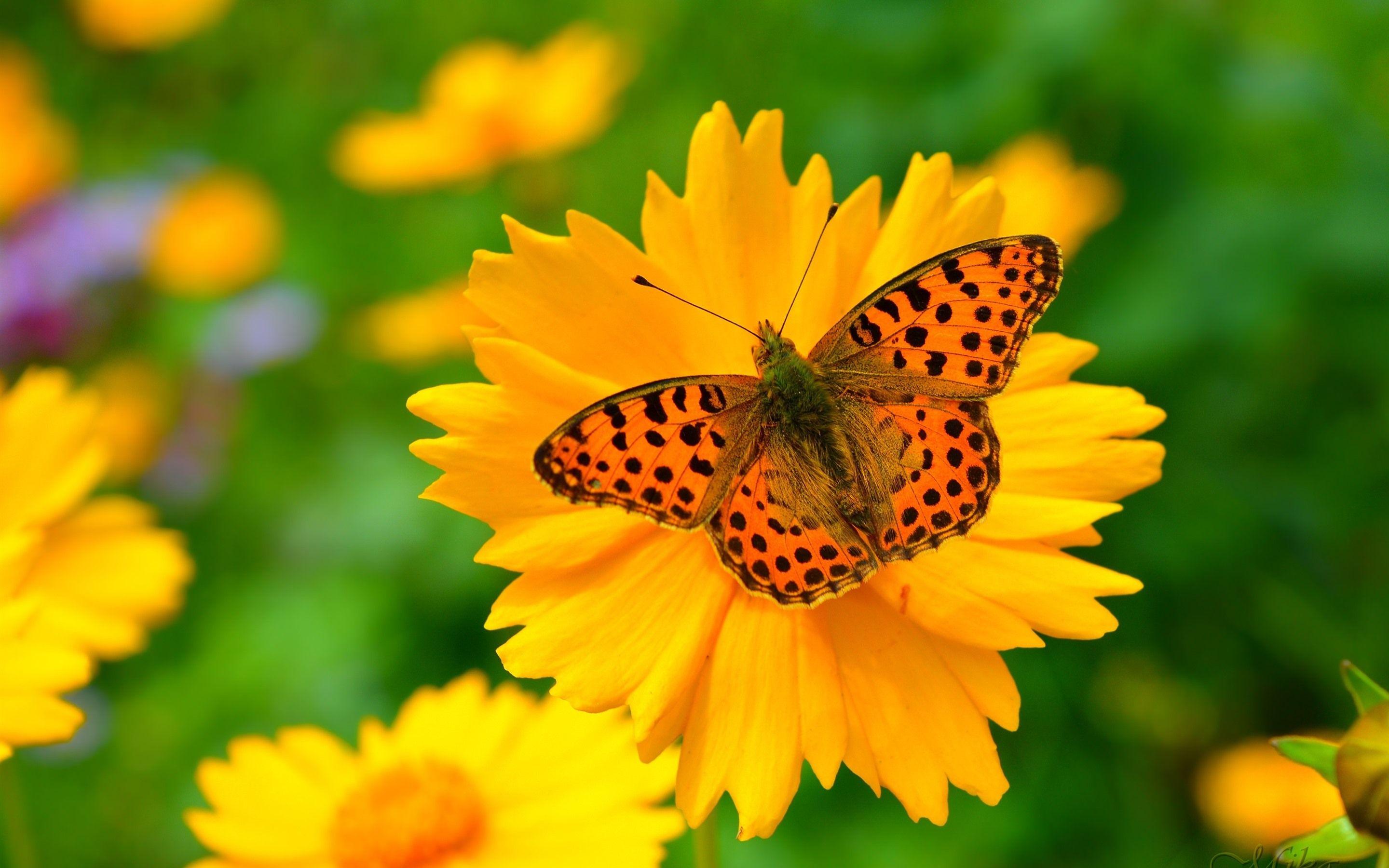 2880x1800 Wallpaper Yellow flower, petals, butterfly 2880x1800 HD Picture, Image