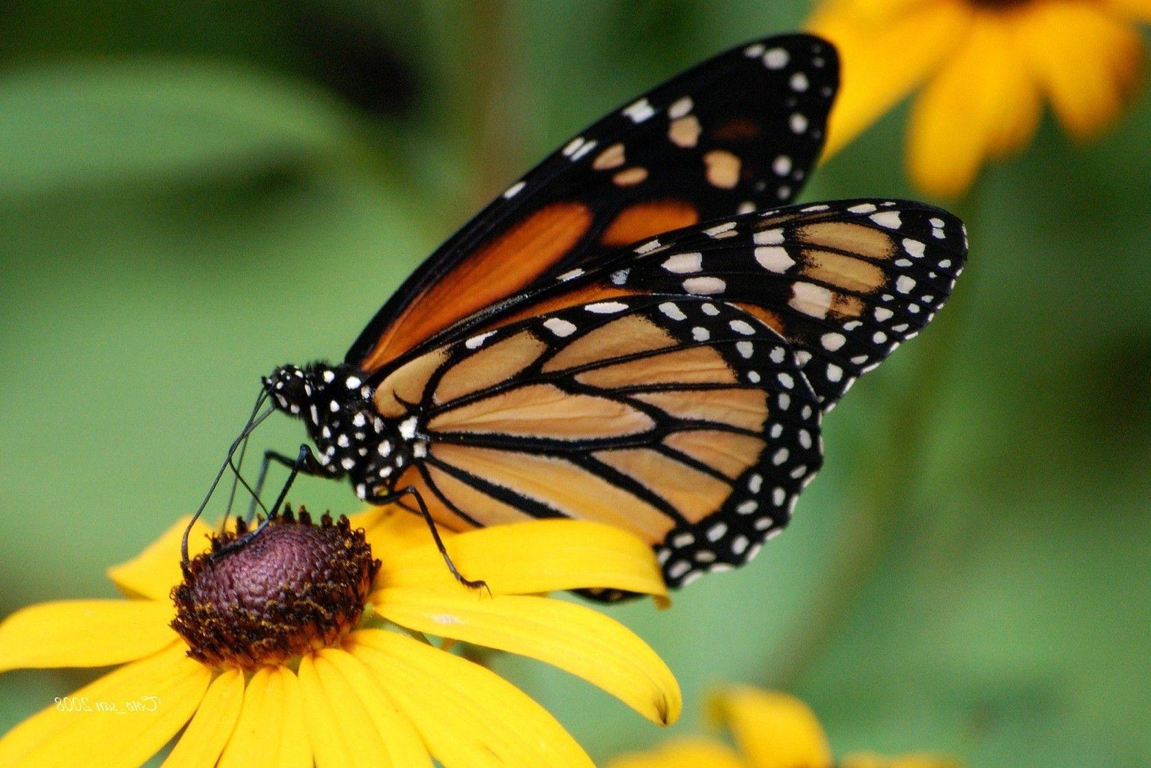 1680x1121 insect, Flowers, Yellow Flowers, Butterfly Wallpaper HD / Desktop