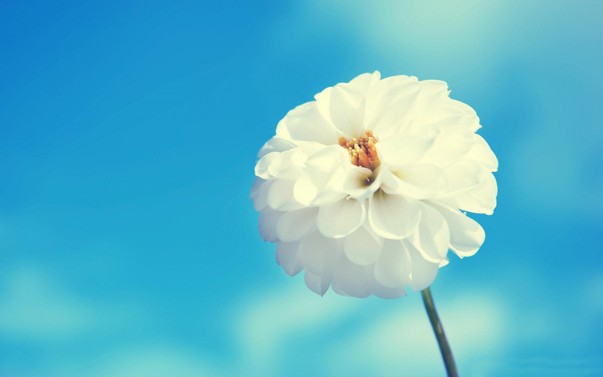 1920x1200 Free White Flower On Blue Sky computer desktop wallpaper