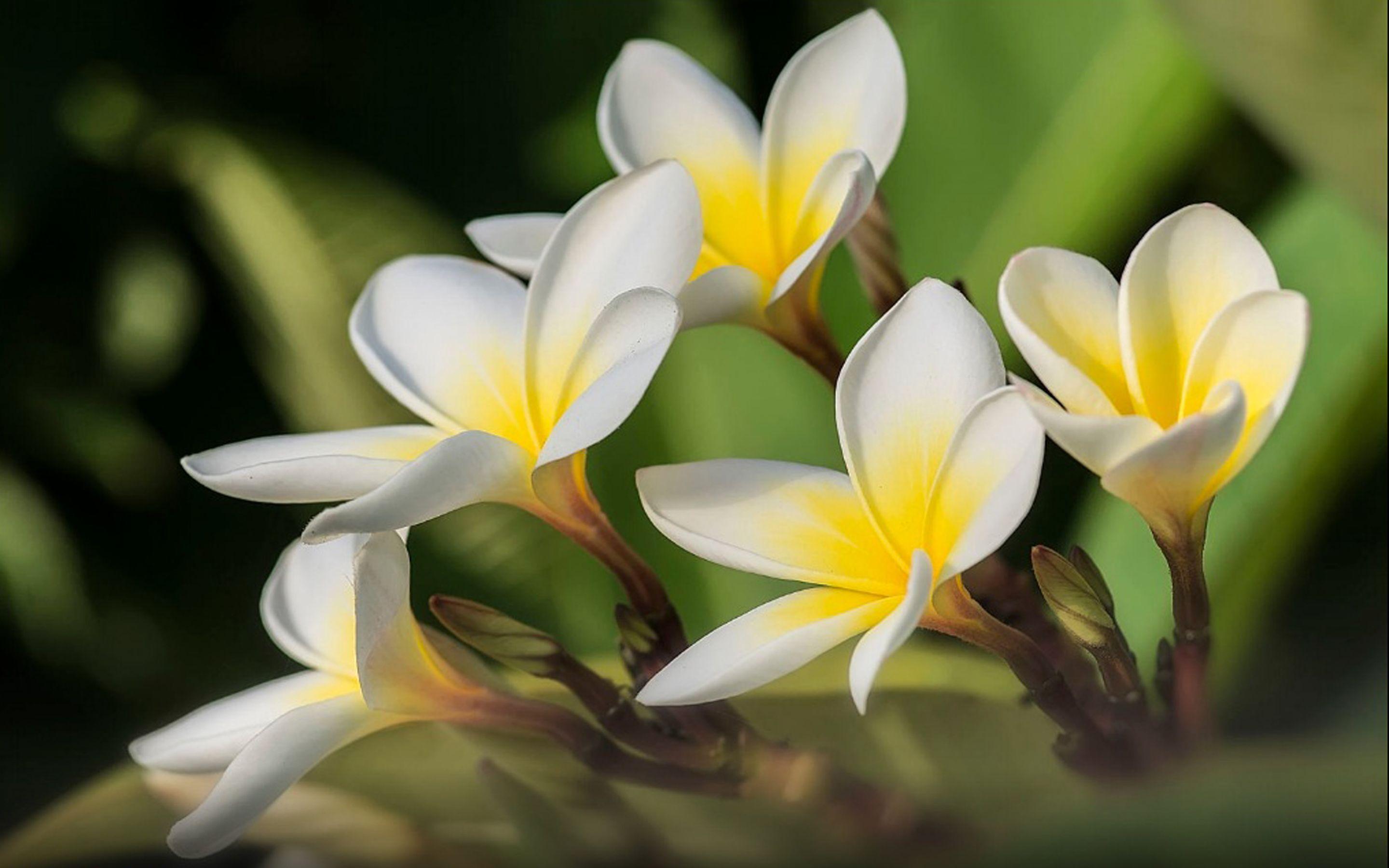 2880x1800 Plumeria Flowers Lovely Yellow White Flower Desktop Wallpaper HD