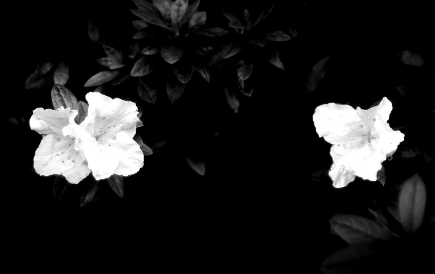 1472x930 Flowers Black And White With Color Wallpaper Free Desktop. Full