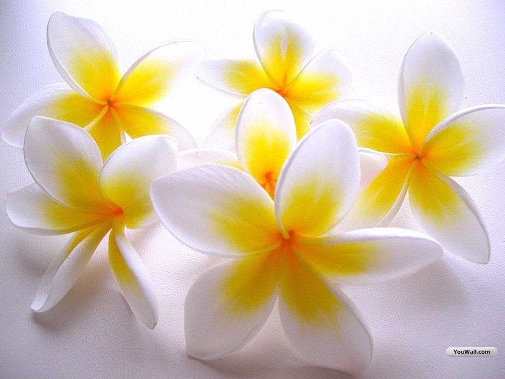 1024x768 white flower wallpaper 1793 - White Flowers HD Wallpaper