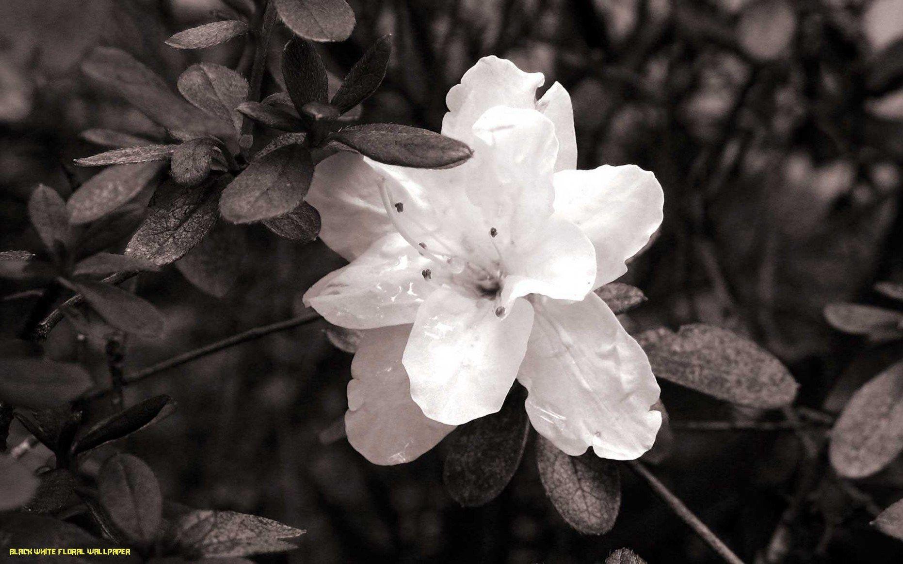1862x1164 Five Things To Expect When Attending Black White Floral Wallpaper
