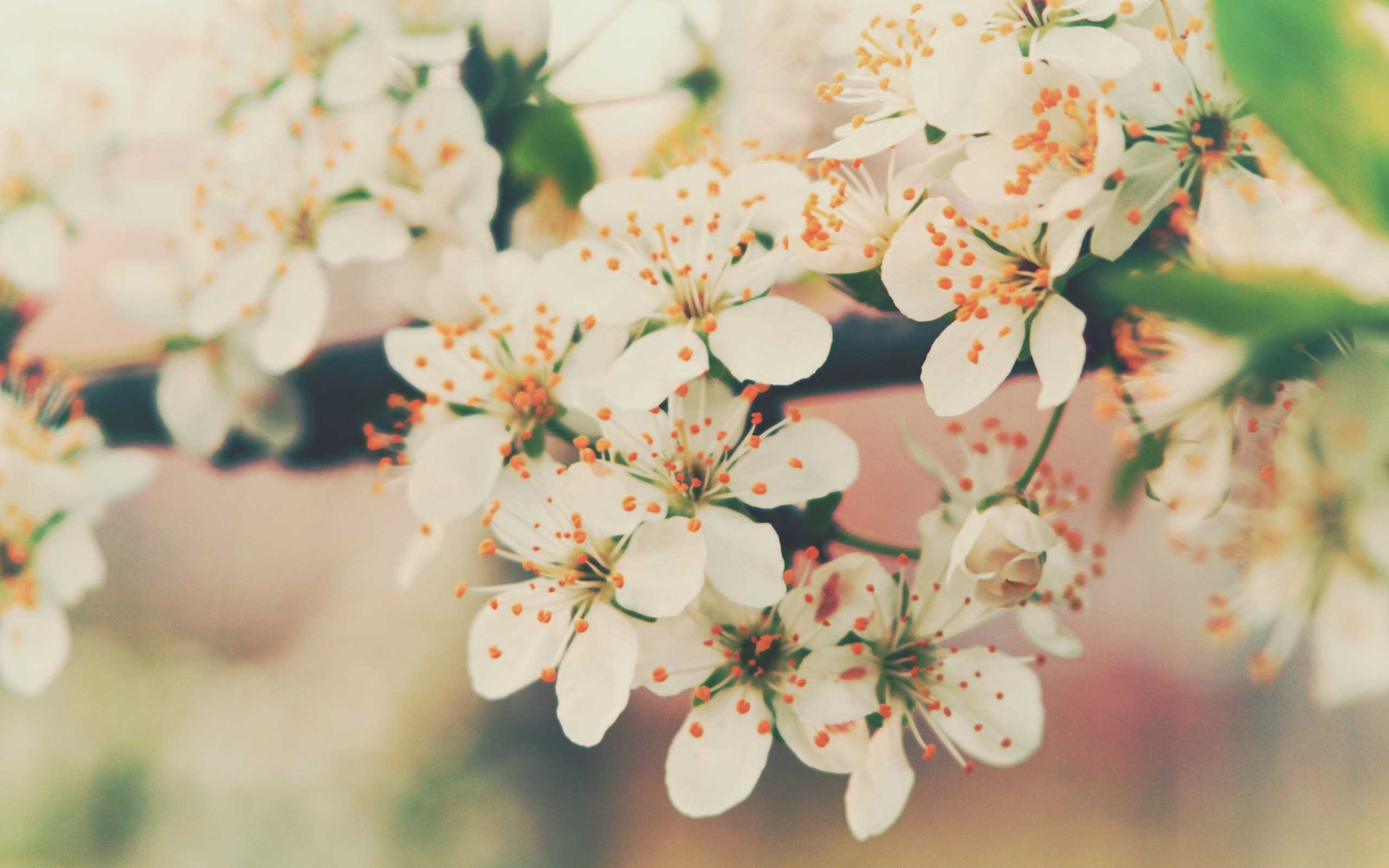 2560x1600 Floral Background For Laptop. Laptop