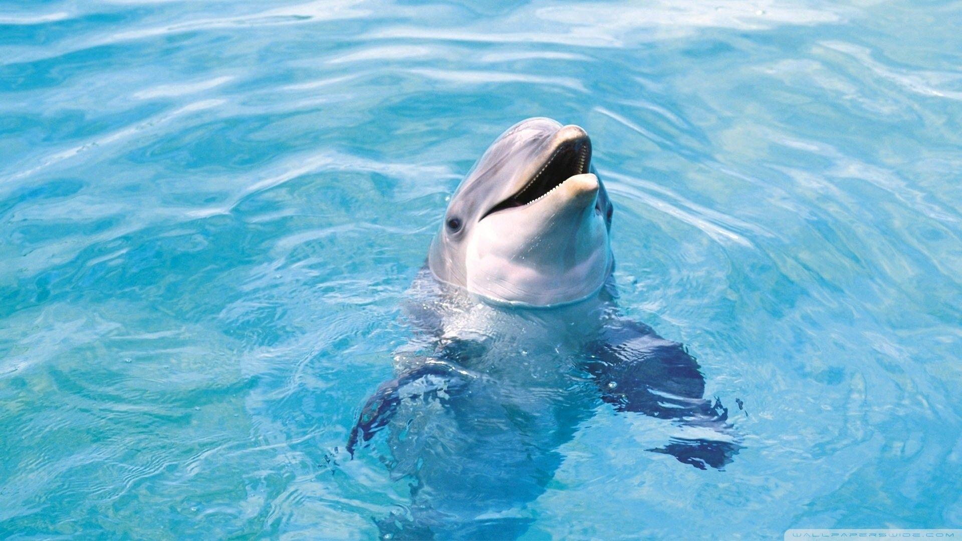 1920x1080 Dolphin Desktop Wallpaper