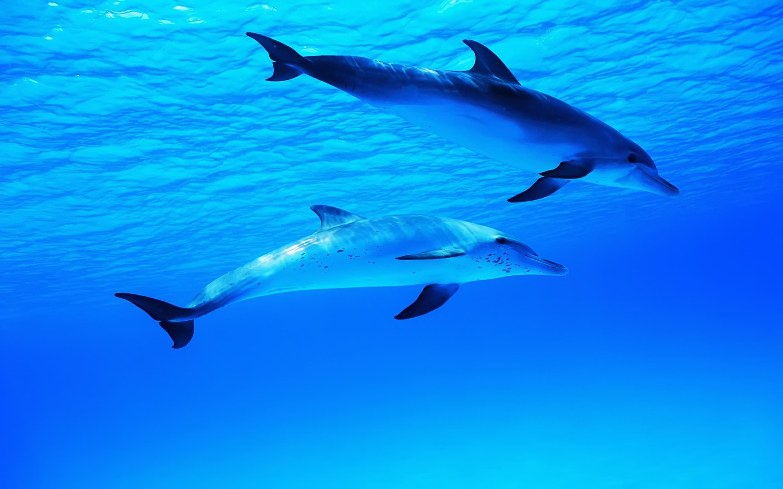 2560x1600 beautiful cute dolphin wallpaper in the world