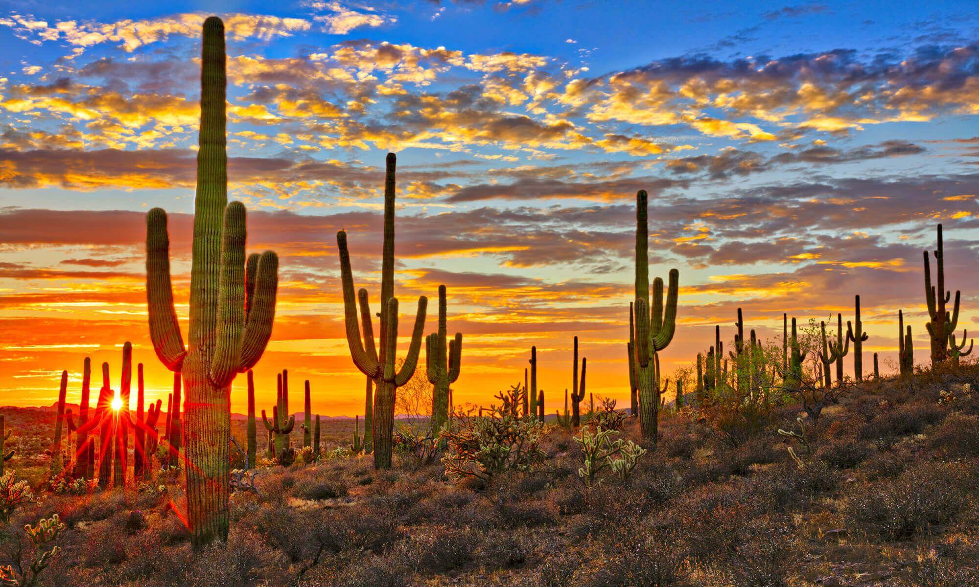 Desert Cactus Sunset Wallpapers - Top Free Desert Cactus Sunset