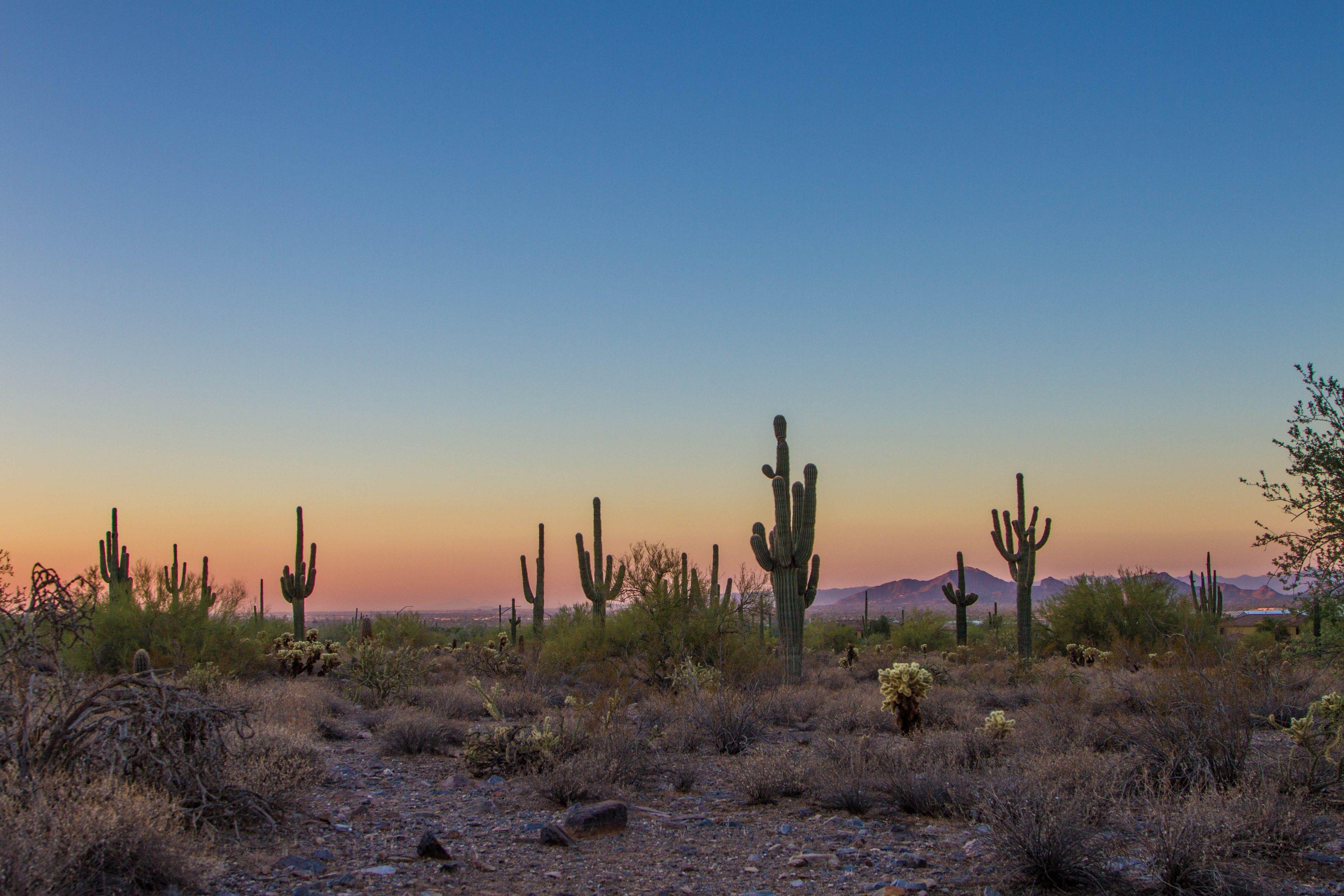 3840x2560 desert cactus sunset and sunrise HD 4k wallpaper and background