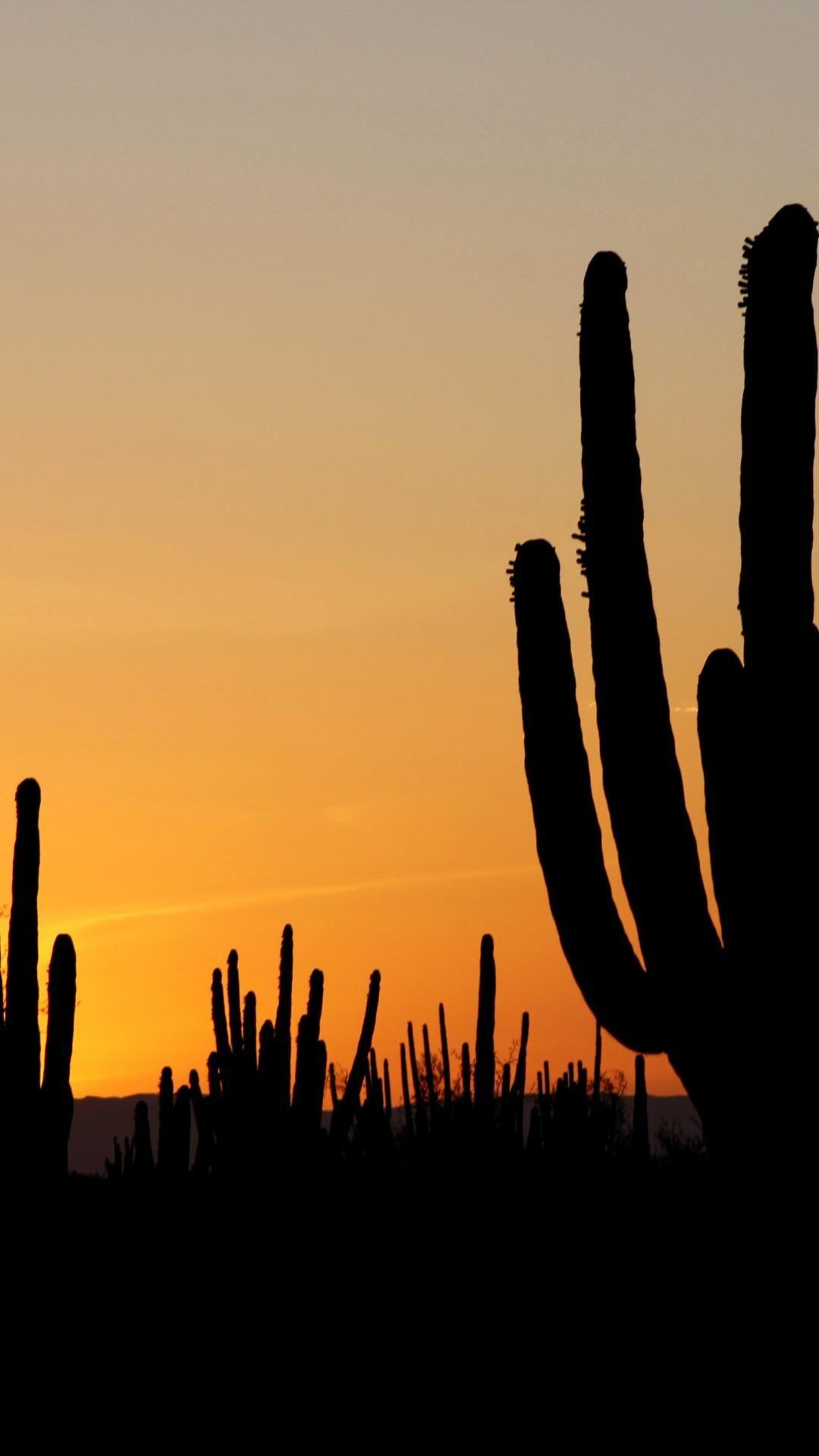 Desert Cactus Sunset Wallpapers - Top Free Desert Cactus Sunset
