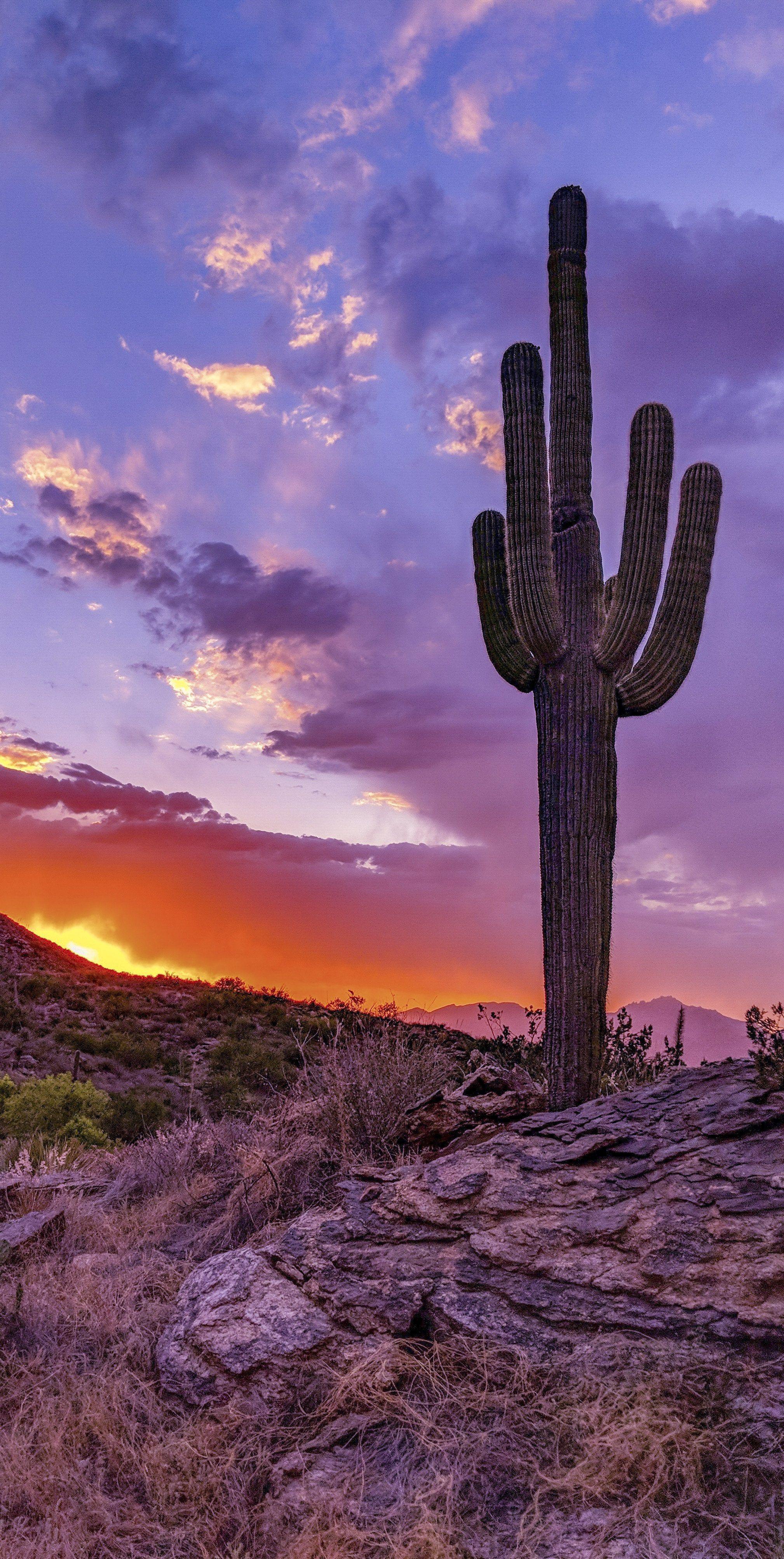 Cactus Sunset Background - carrotapp