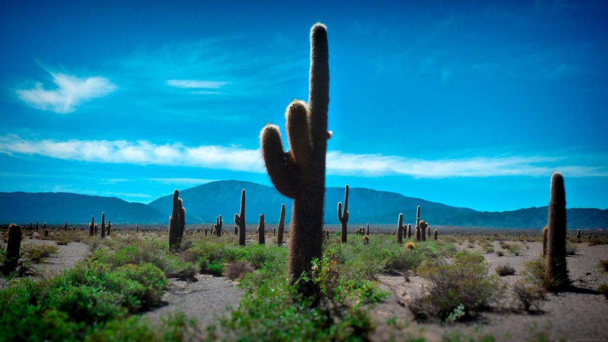 1245x700 Desert cactus wallpaperx1440