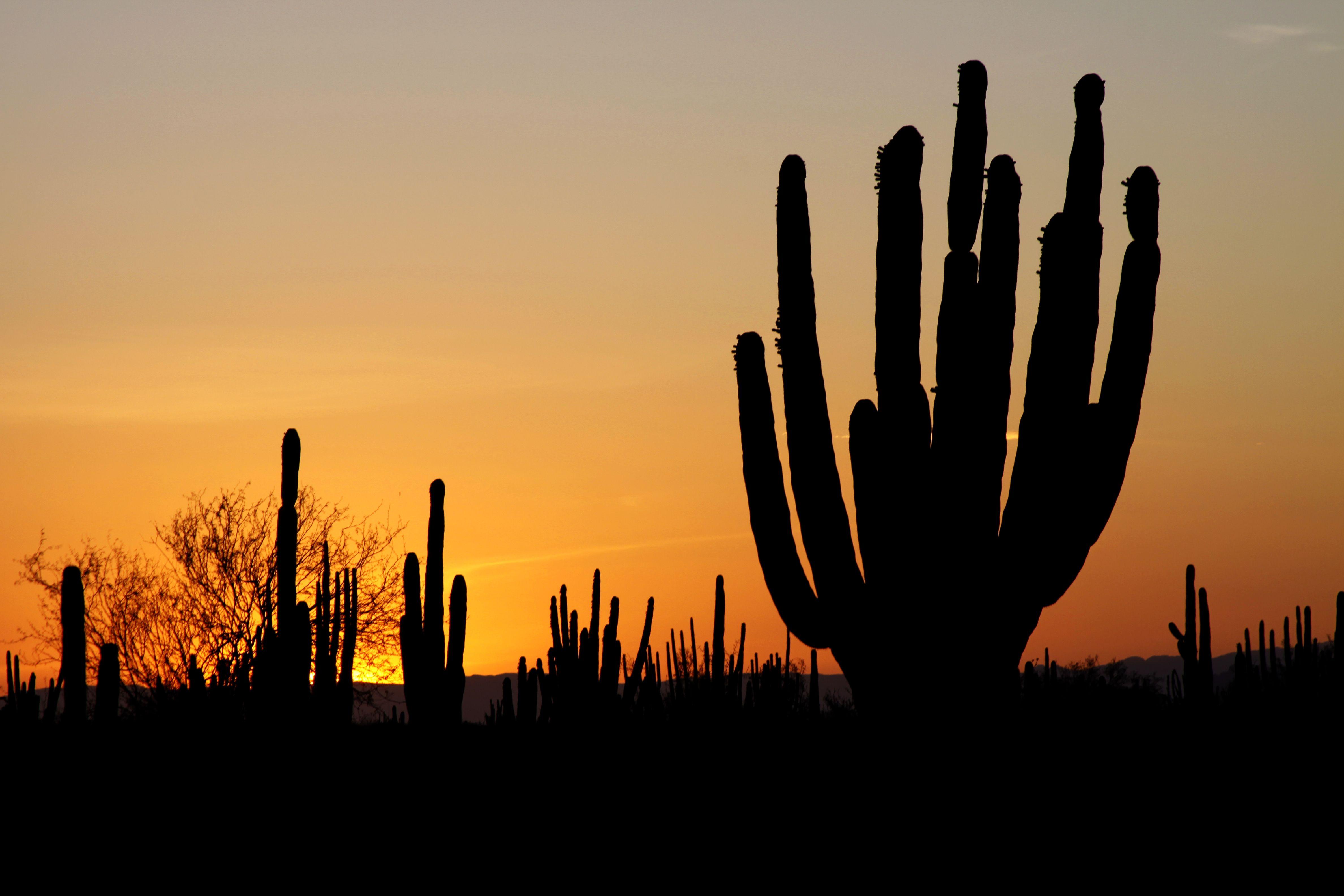 Desert Cactus Sunset Wallpapers - Top Free Desert Cactus Sunset