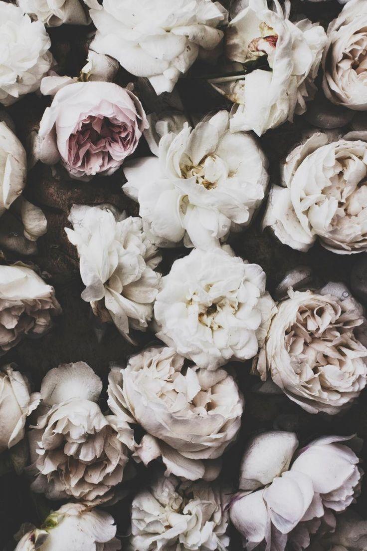736x1104 Peonies. Flowers, Beautiful flowers, Floral
